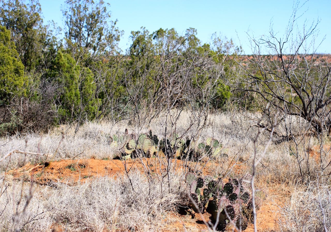 Red Rock Ranch Tract 14 photo 7