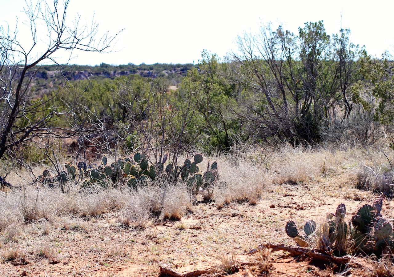 Red Rock Ranch Tract 14 photo 9