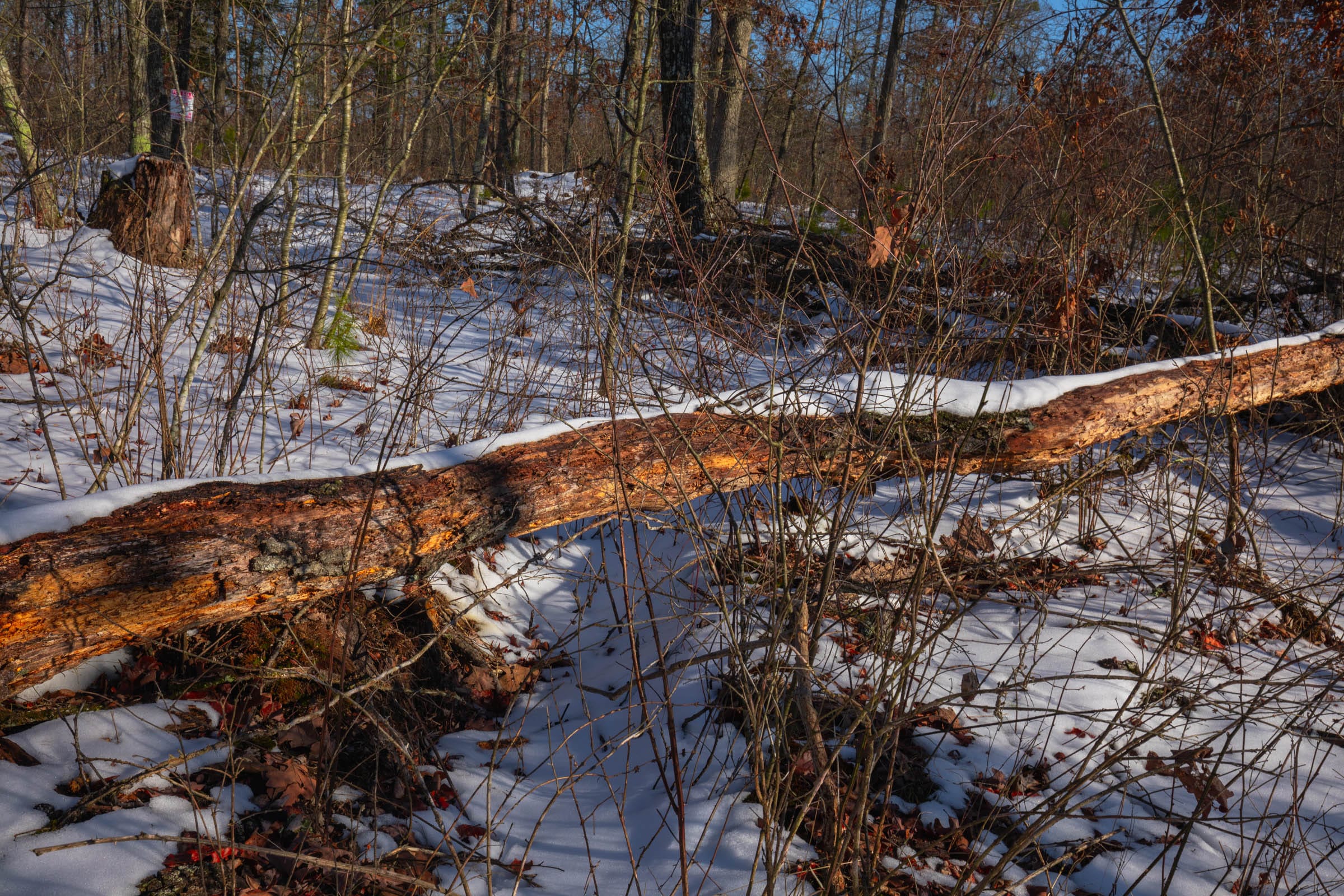Sleepy Hollow Phase I Tract 43 photo 6