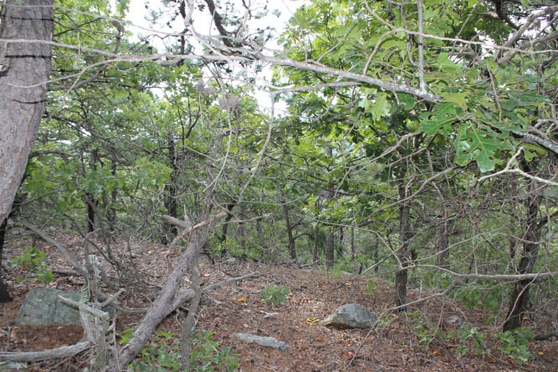 Trophy Ridge Phase III Tract 29 photo 3