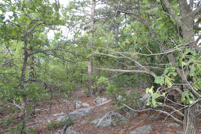Trophy Ridge Phase III Tract 29 photo 4