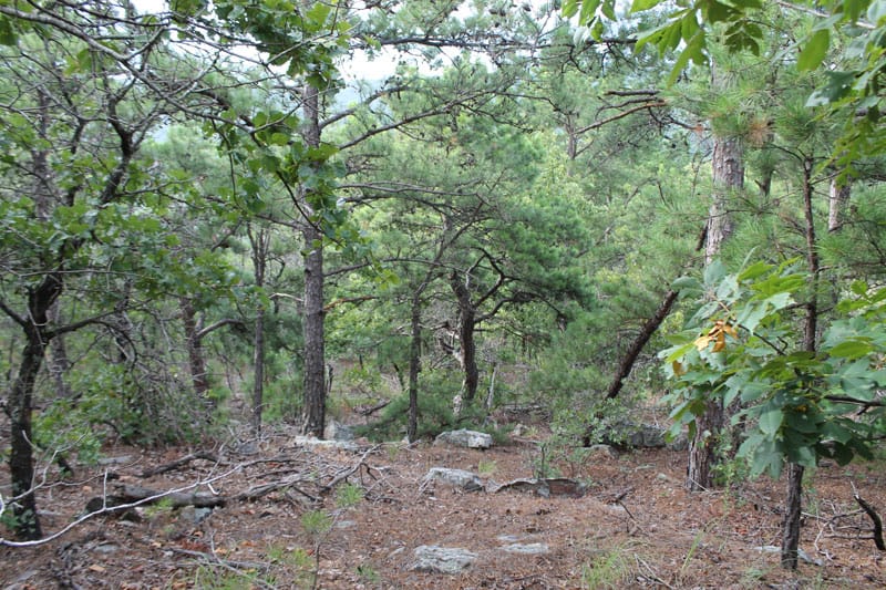 Trophy Ridge Phase III Tract 29 photo 5