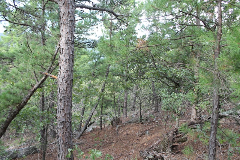 Trophy Ridge Phase III Tract 29 photo 6