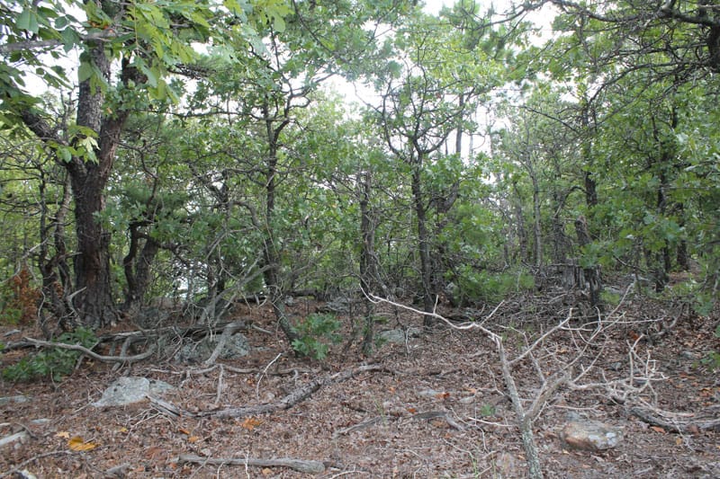 Trophy Ridge Phase III Tract 29 photo 8