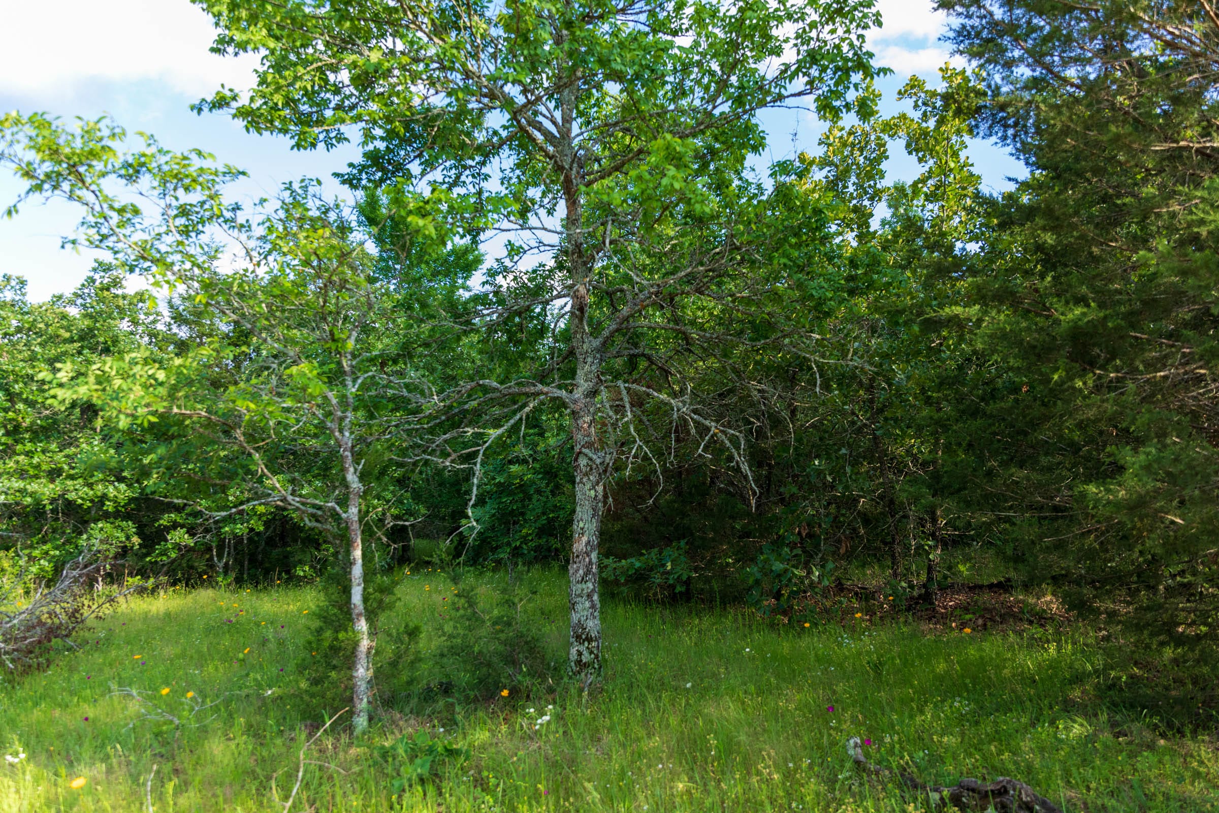 Falcon Crest Tract 20 photo 7