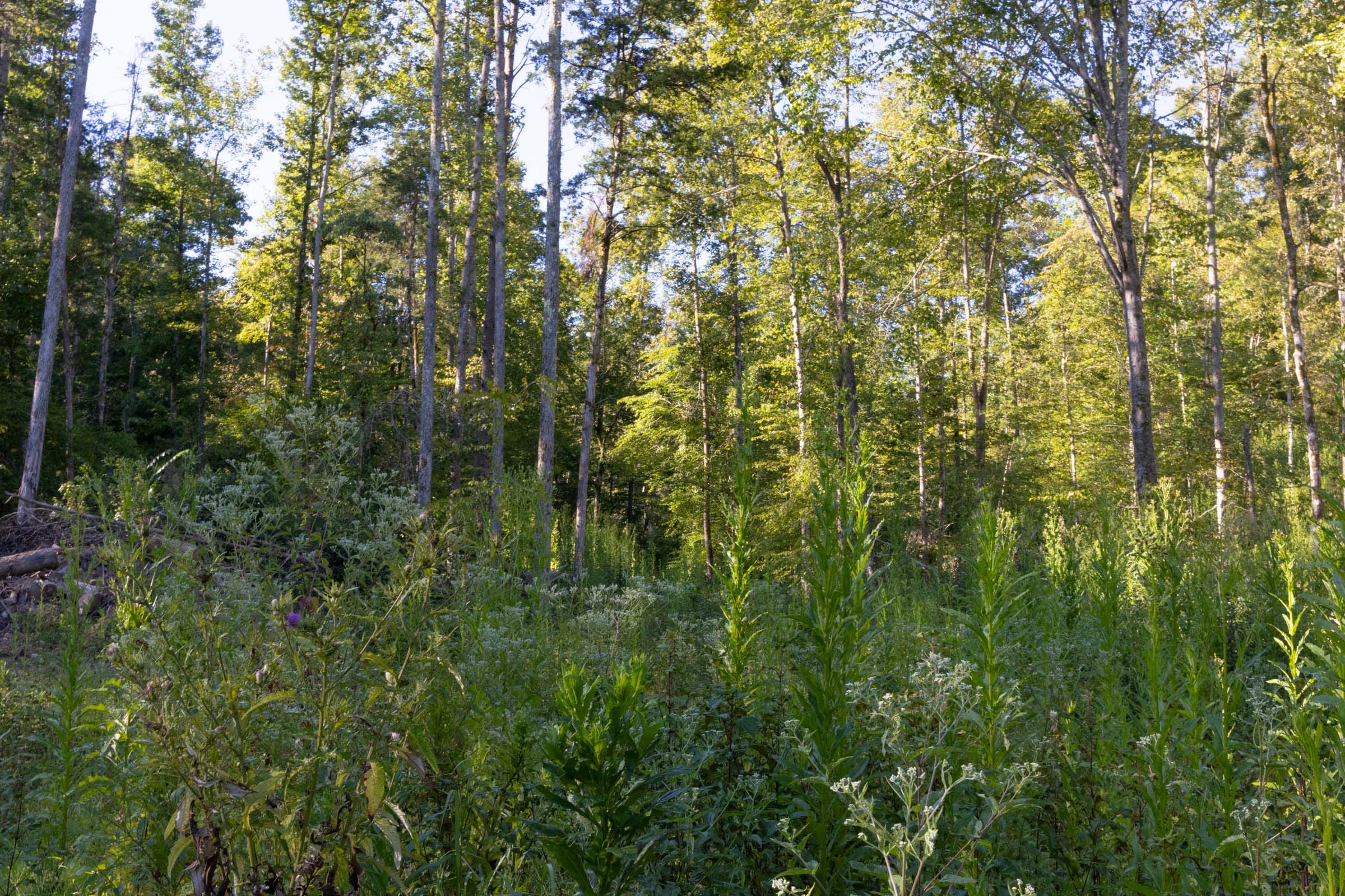 Big White Oak Tract 3 photo 8