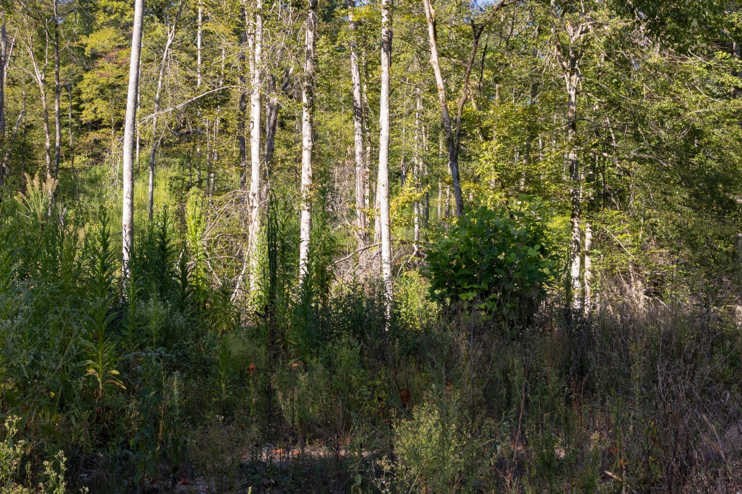 Big White Oak Tract 3 photo 7