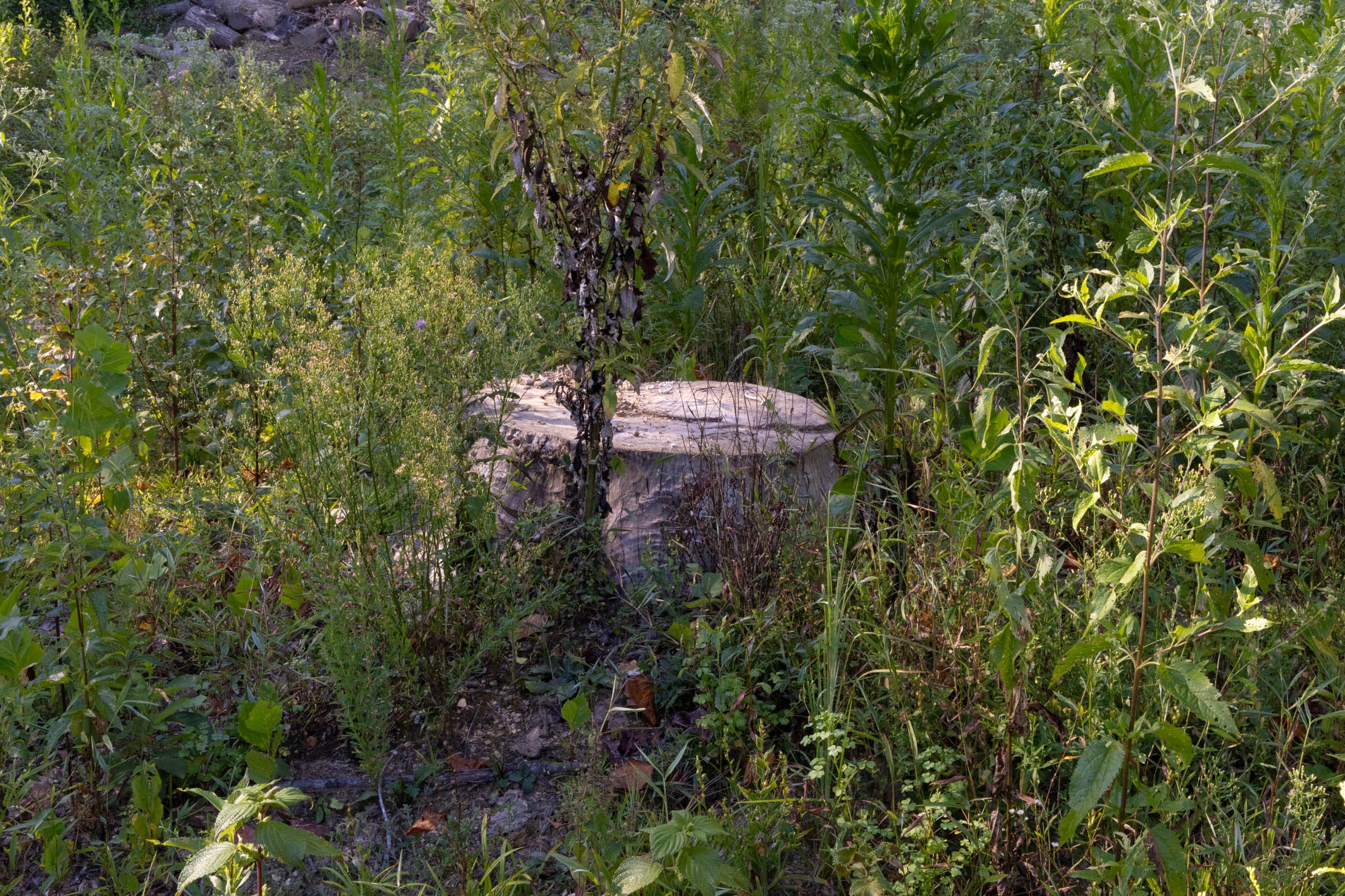 Big White Oak Tract 3 photo 6