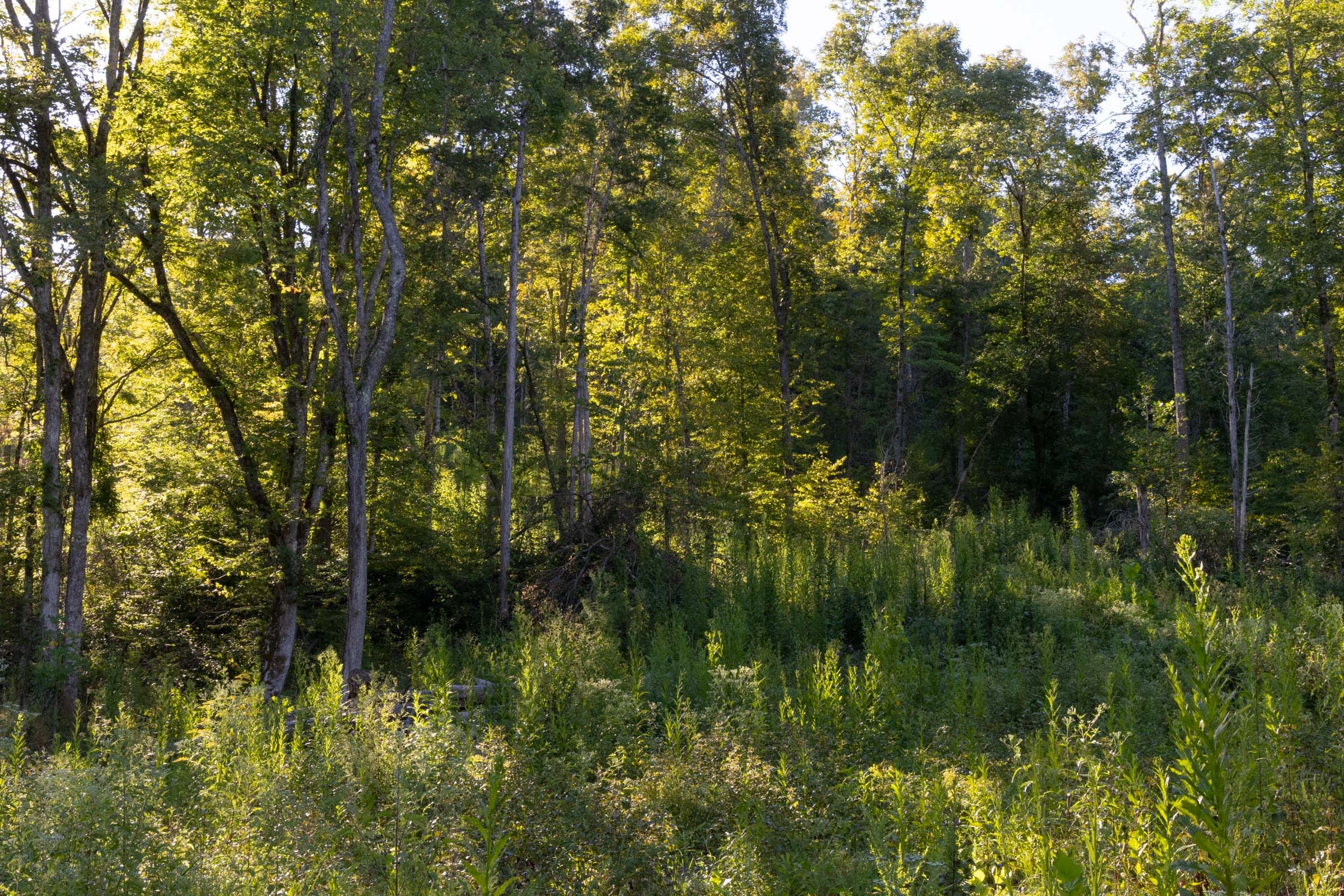 Big White Oak Tract 3 photo 4