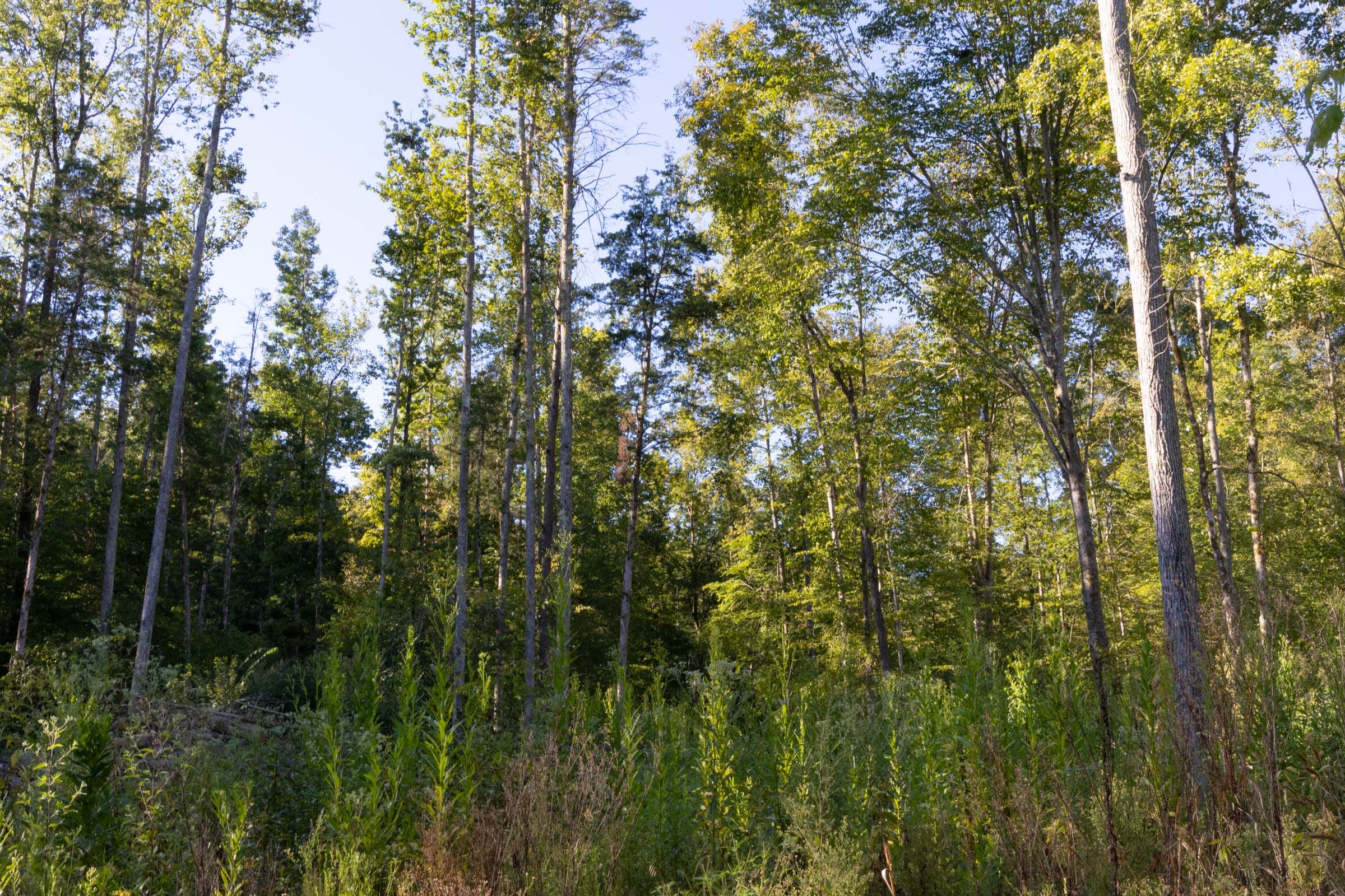 Big White Oak Tract 3 photo 2