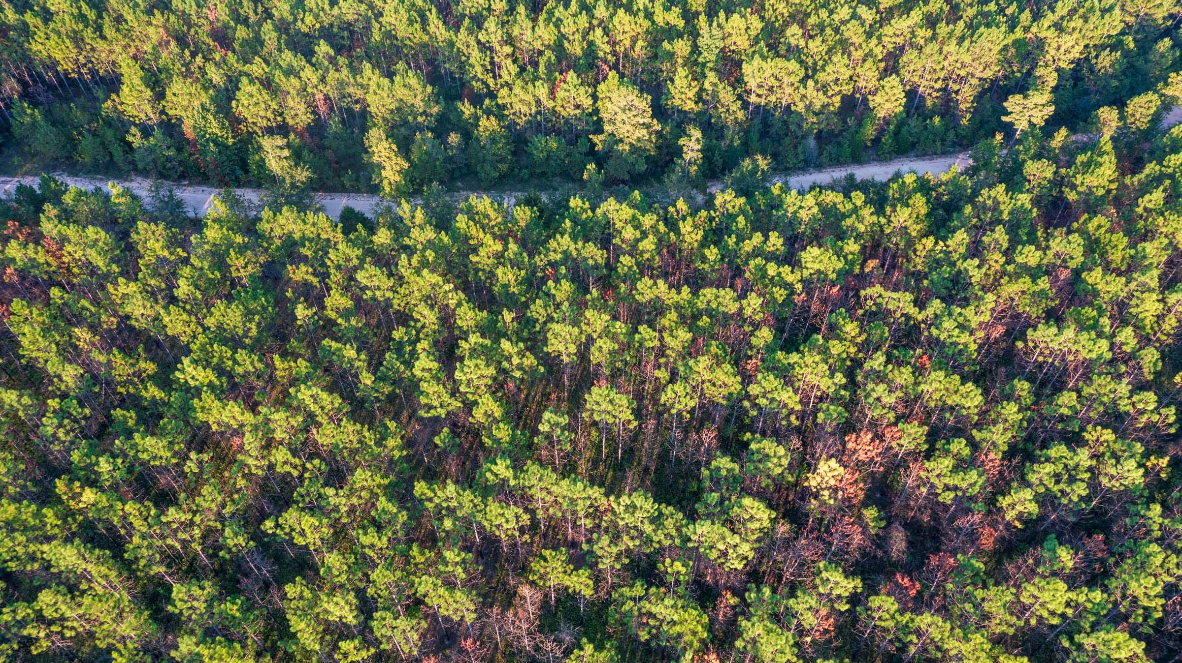 Jackson’s Gap Tract 6 photo 1
