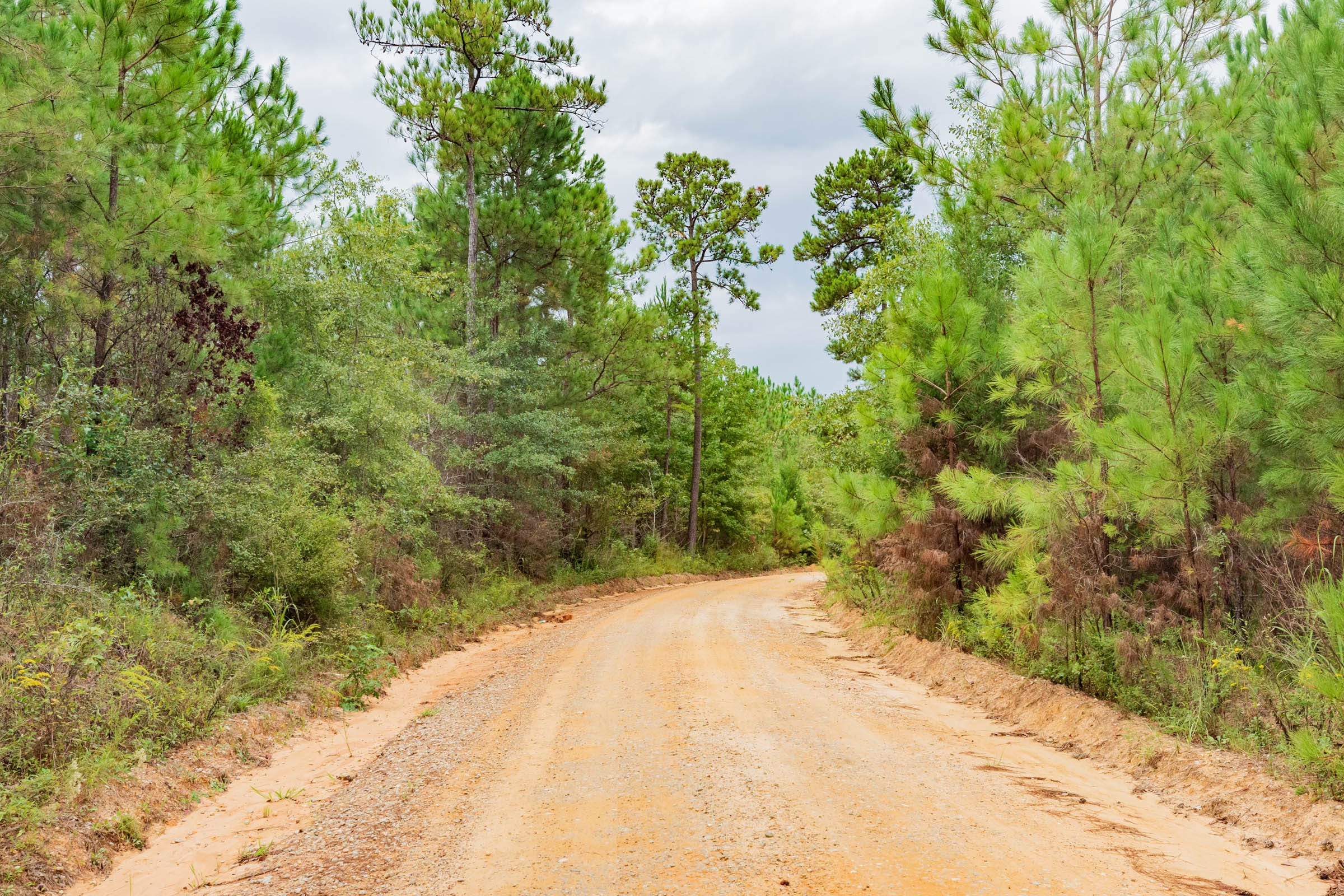 Jackson’s Gap Tract 6 photo 3