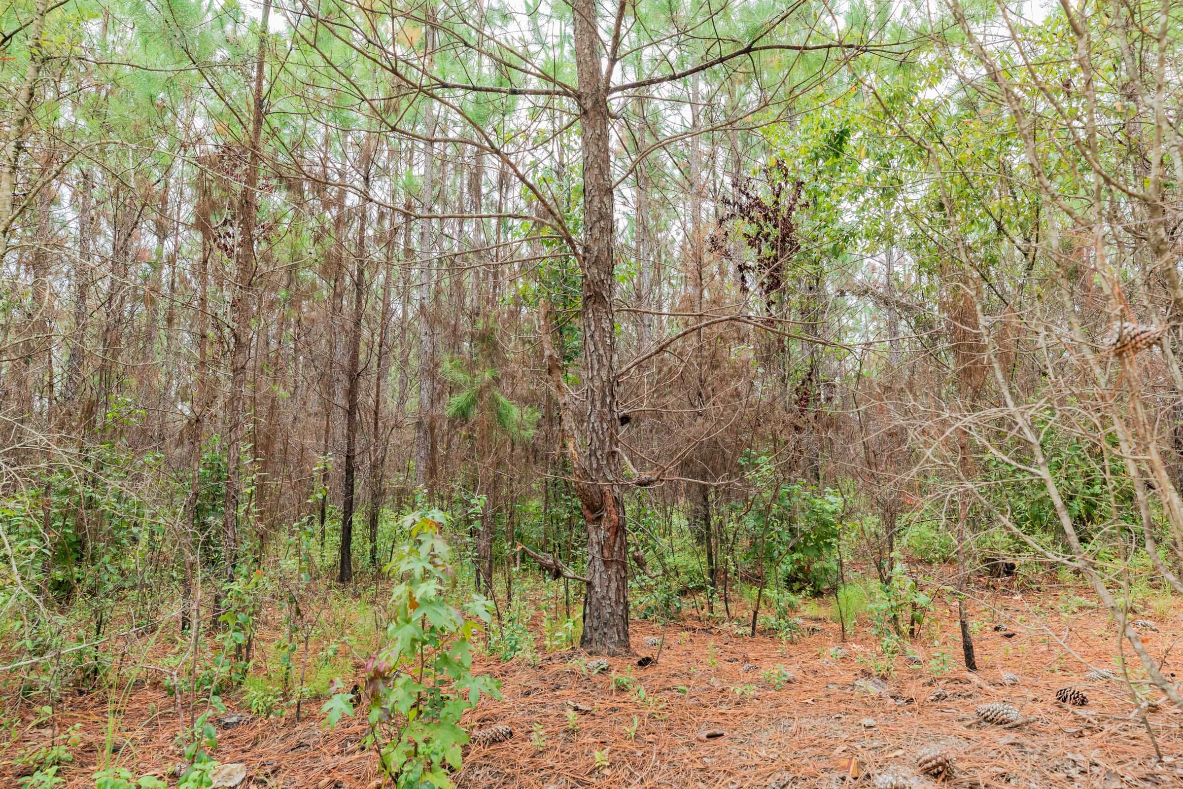 Jackson’s Gap Tract 6 photo 2