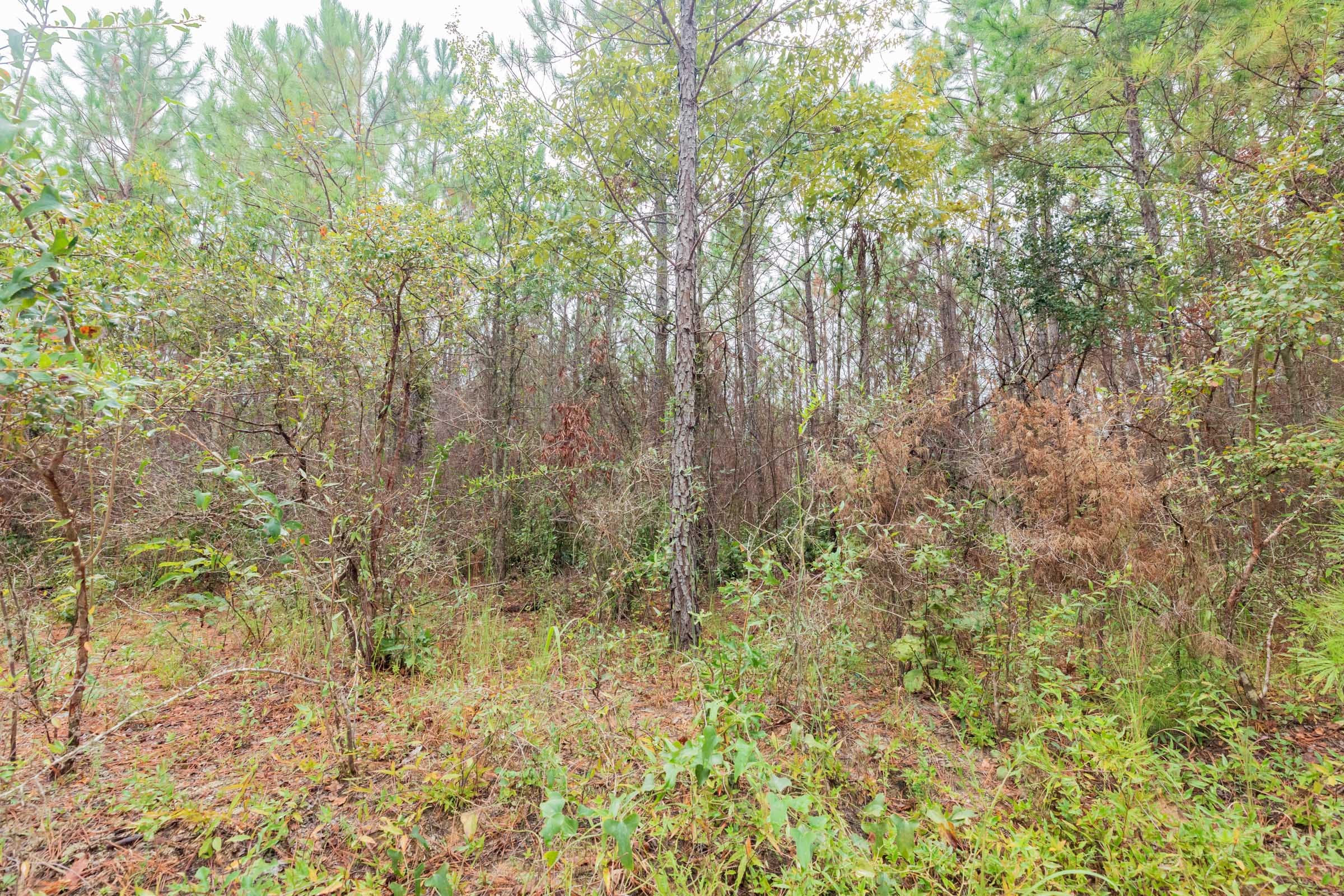 Jackson’s Gap Tract 6 photo 4