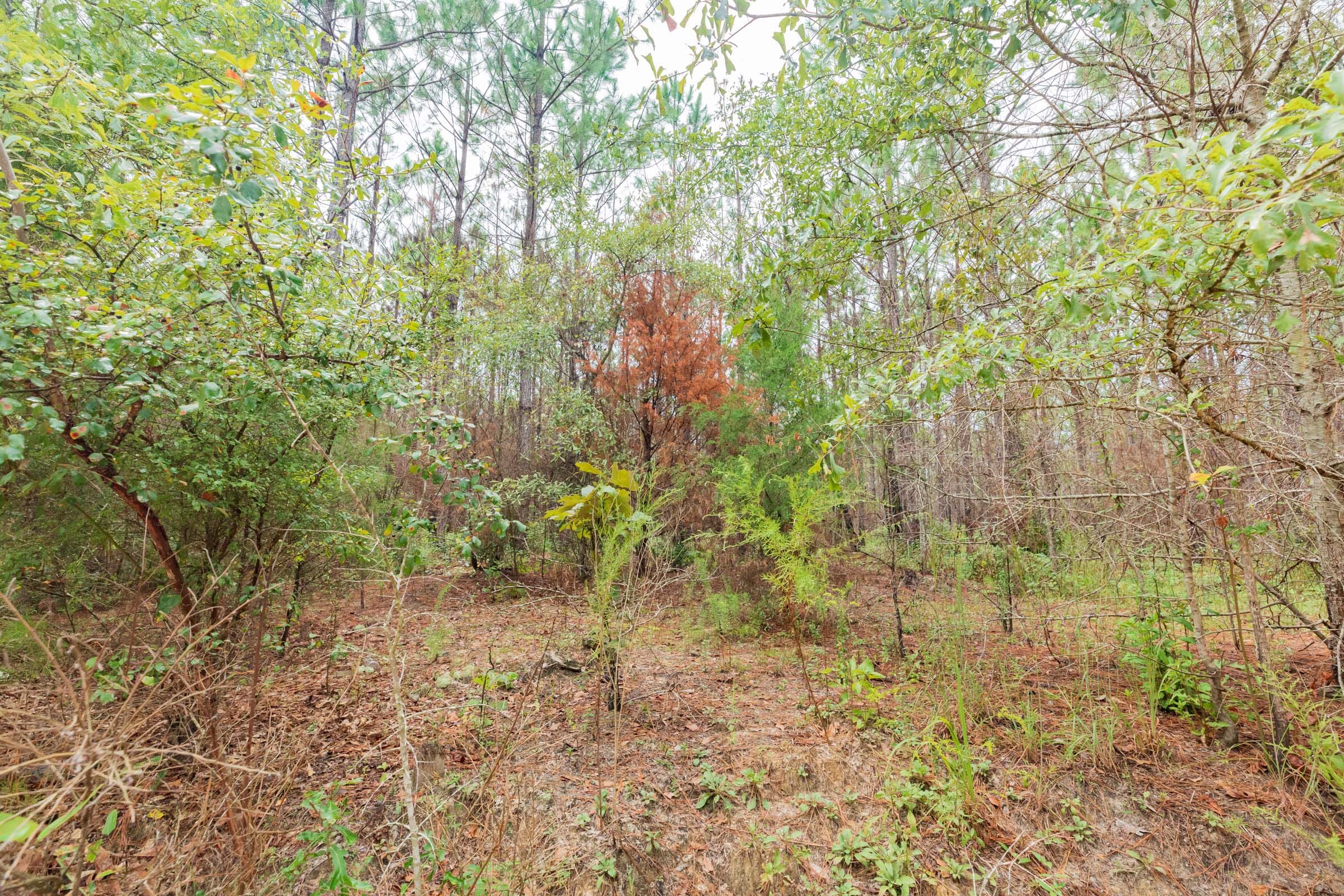 Jackson’s Gap Tract 6 photo 5