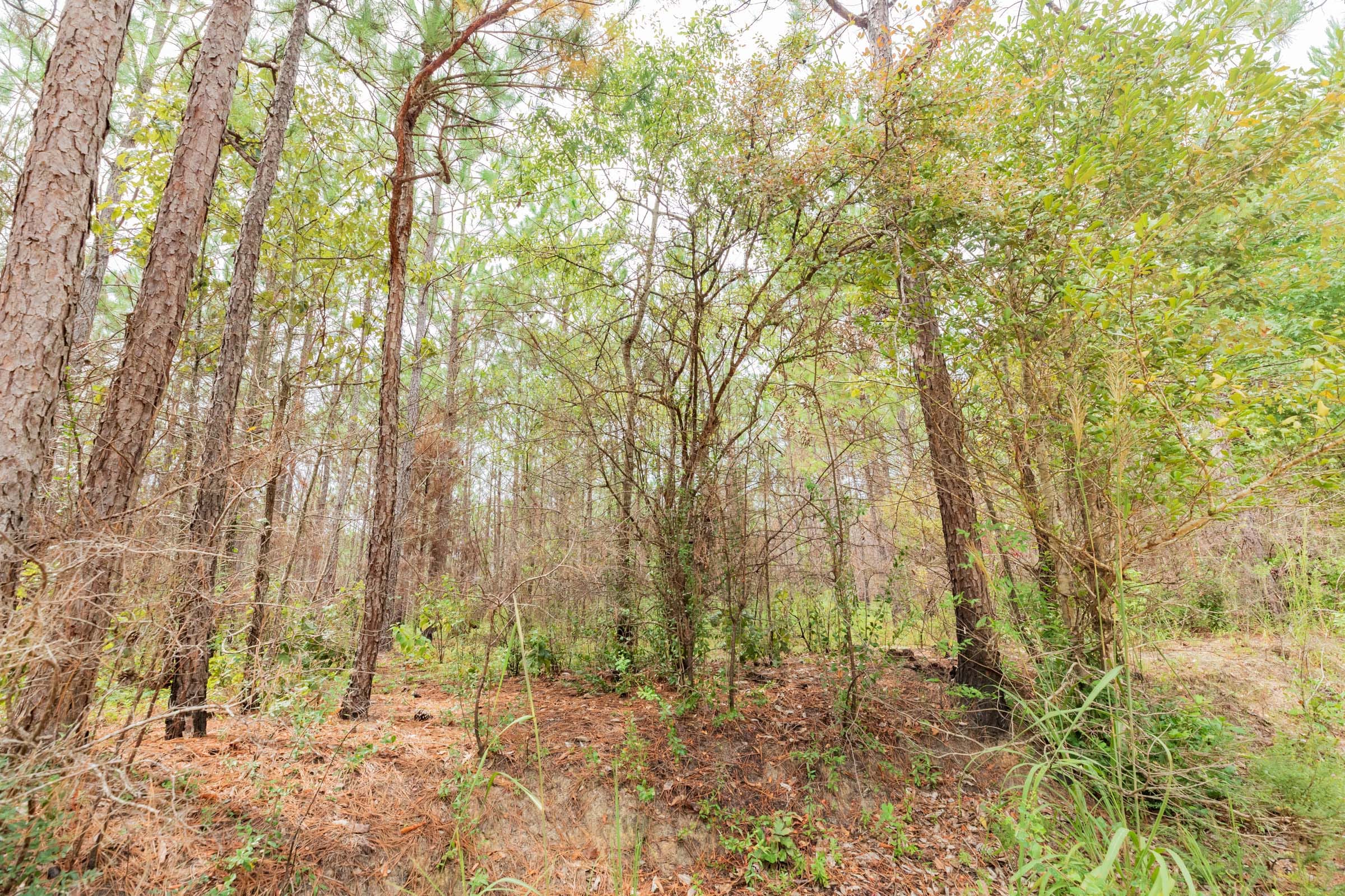 Jackson’s Gap Tract 6 photo 6