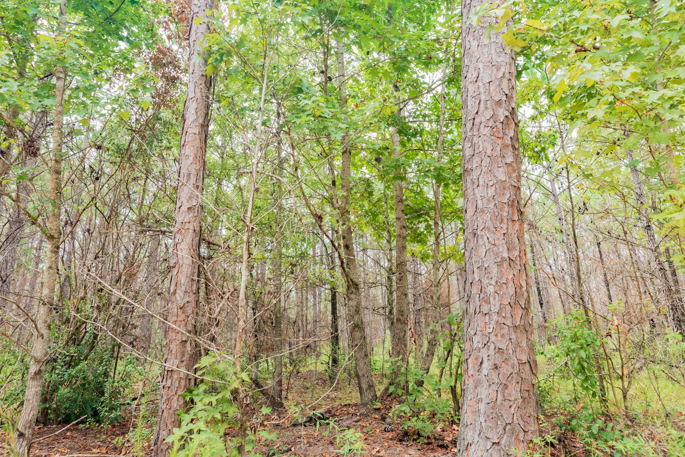 Jackson’s Gap Tract 6 photo 9