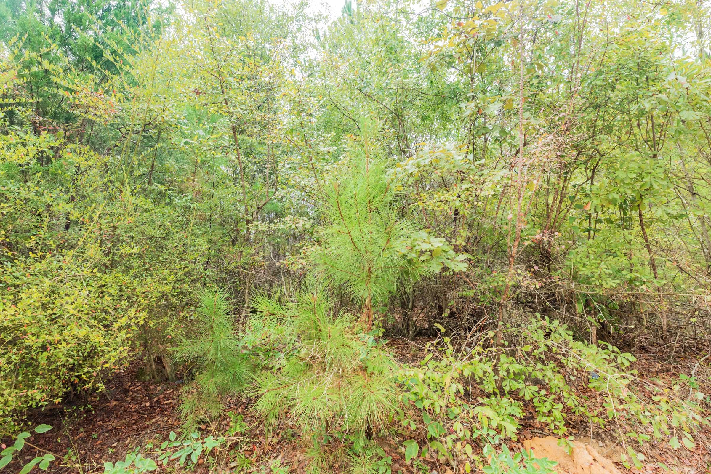 Jackson’s Gap Tract 6 photo 7