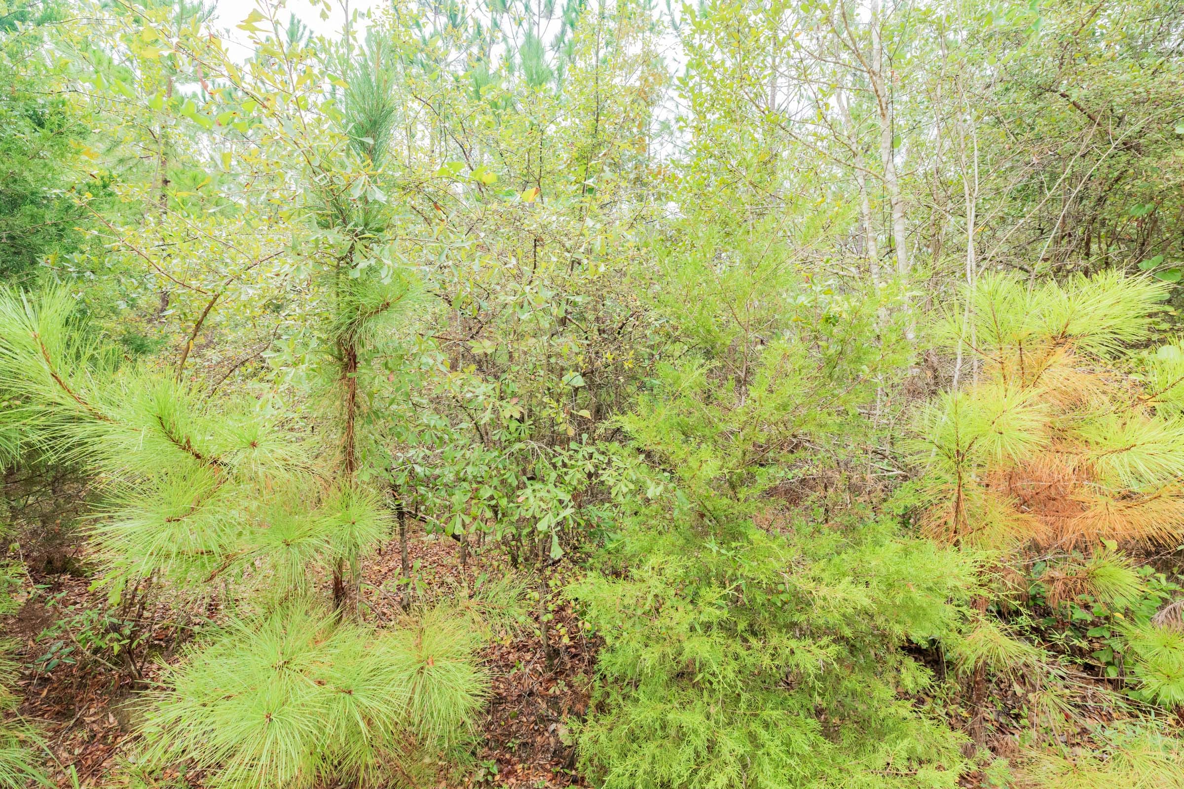 Jackson’s Gap Tract 6 photo 10