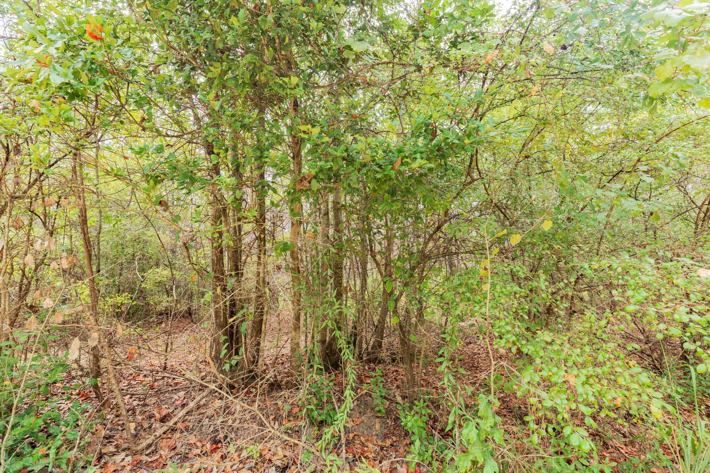 Jackson’s Gap Tract 6 photo 11