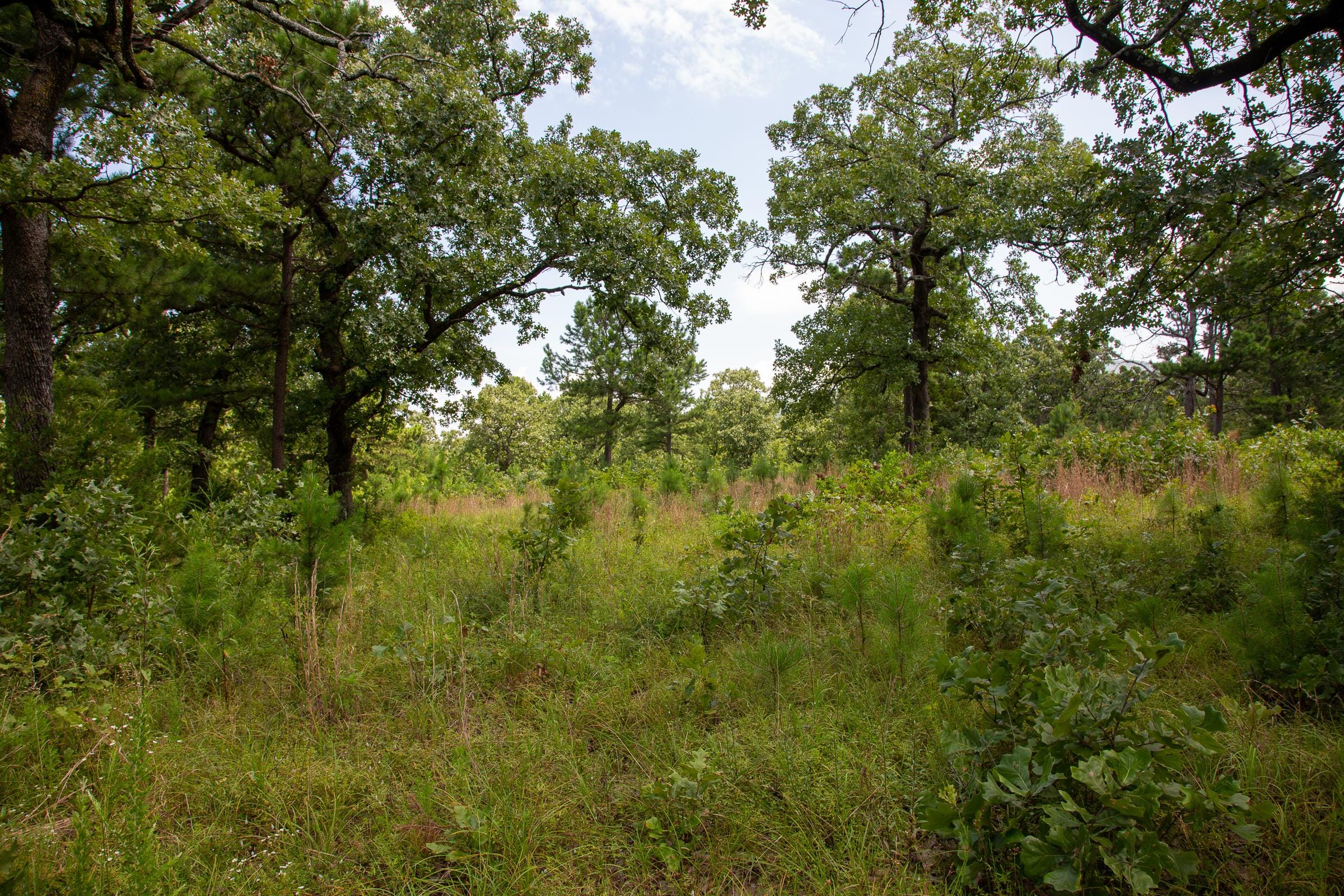 Tyler Stone Ranch Tract 42 photo 4