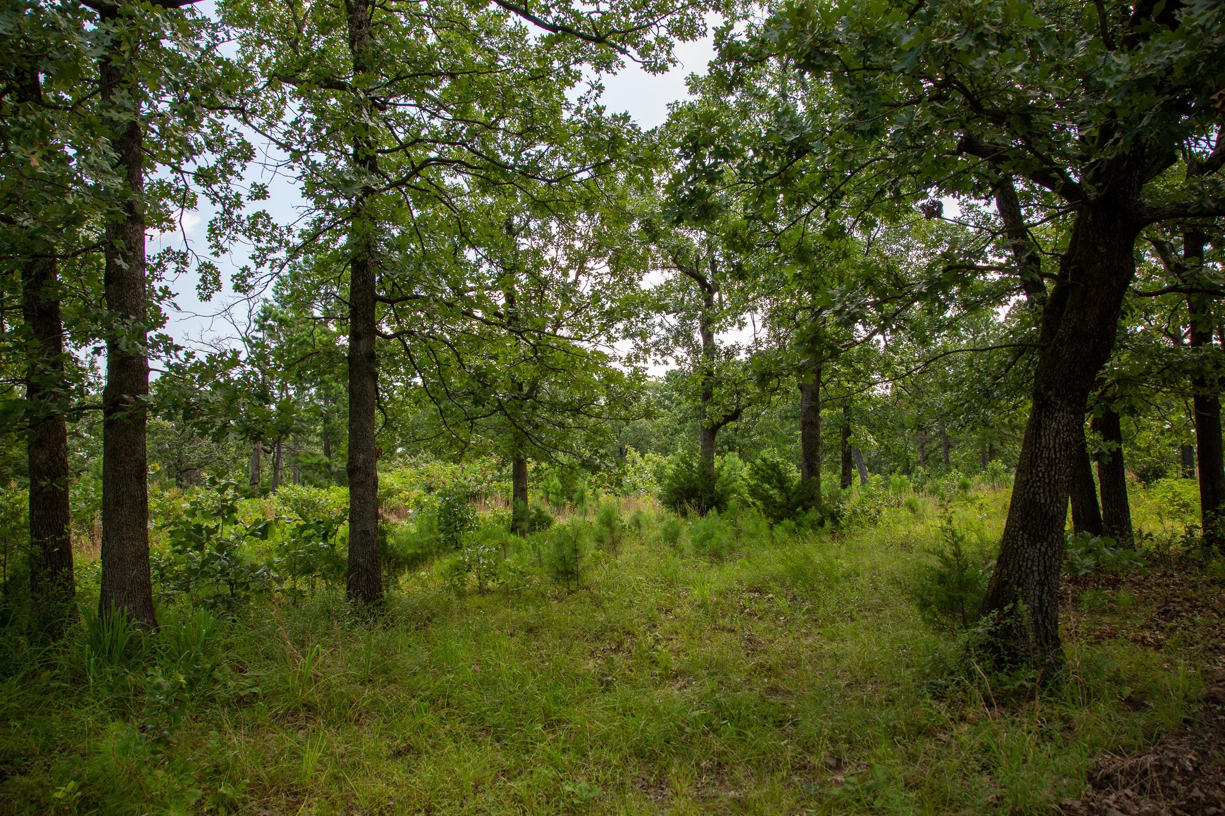 Tyler Stone Ranch Tract 42 photo 5