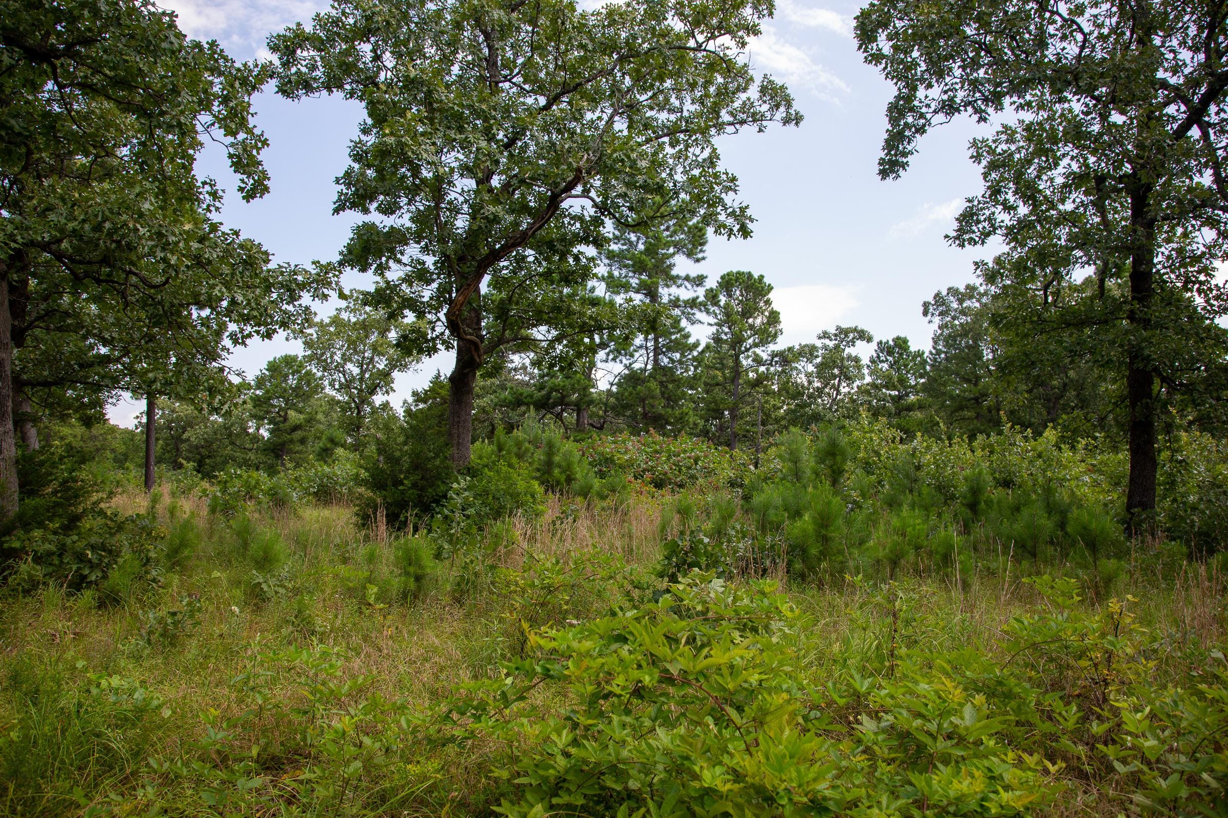 Tyler Stone Ranch Tract 42 photo 6