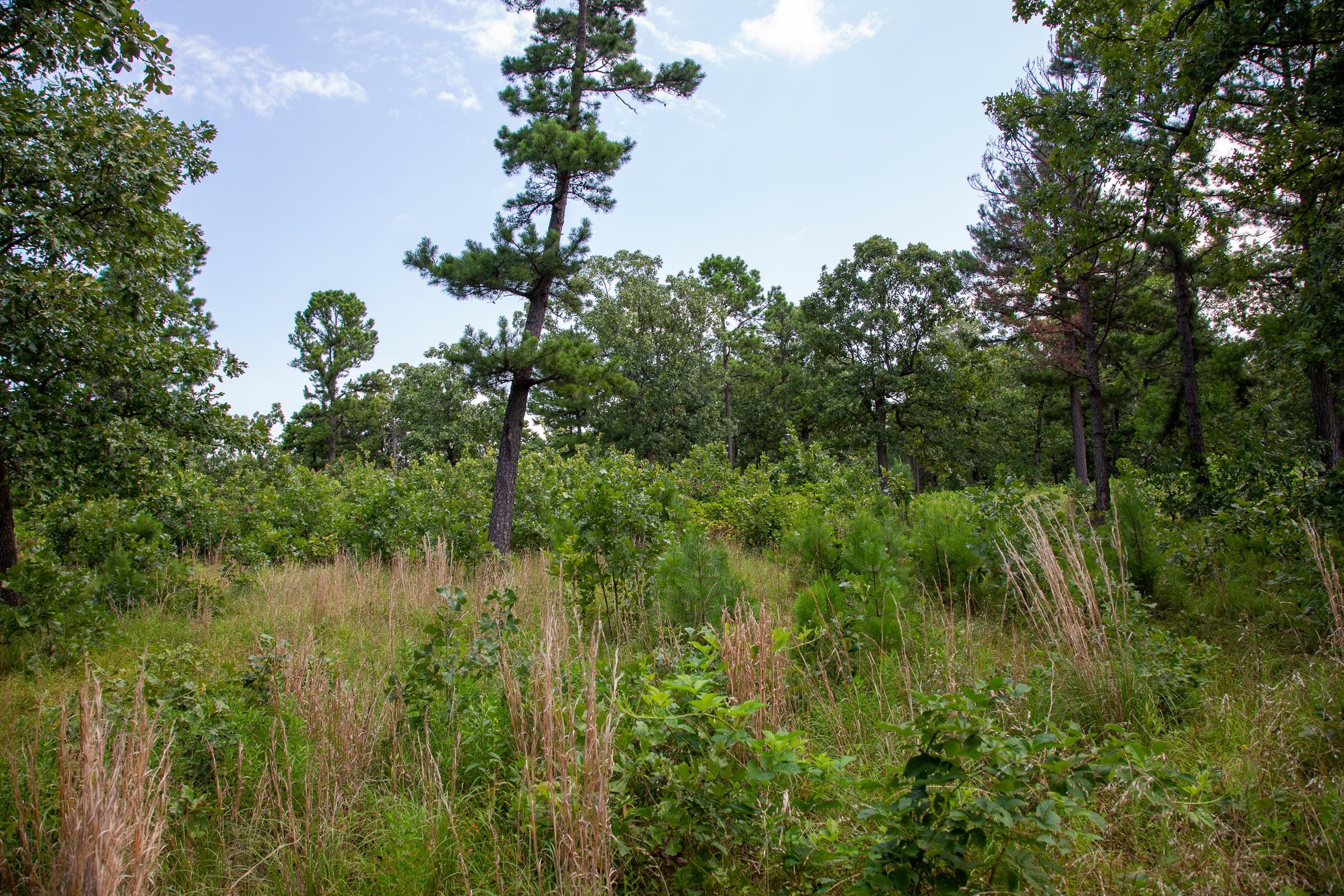Tyler Stone Ranch Tract 42 photo 1