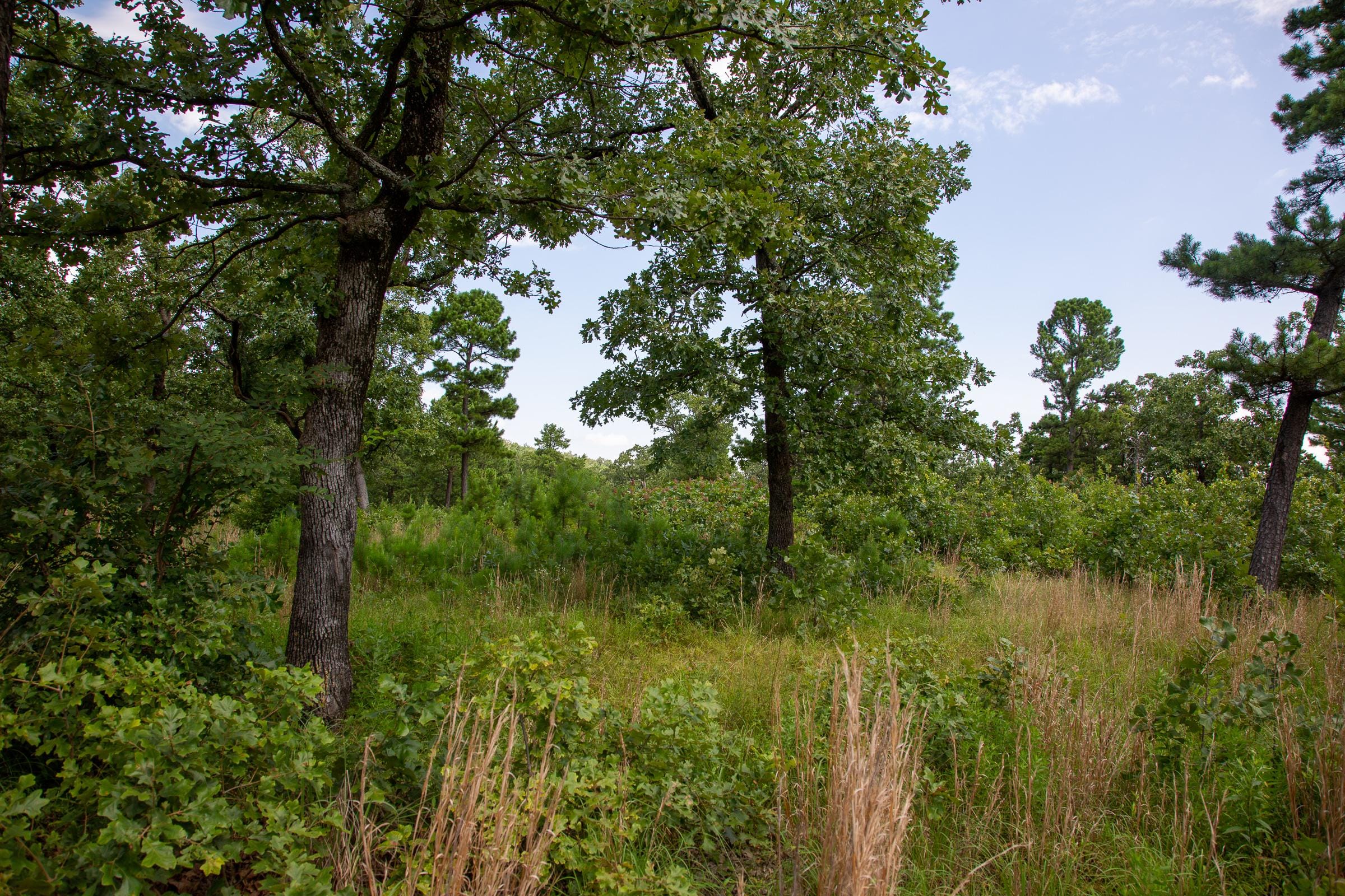 Tyler Stone Ranch Tract 42 photo 7