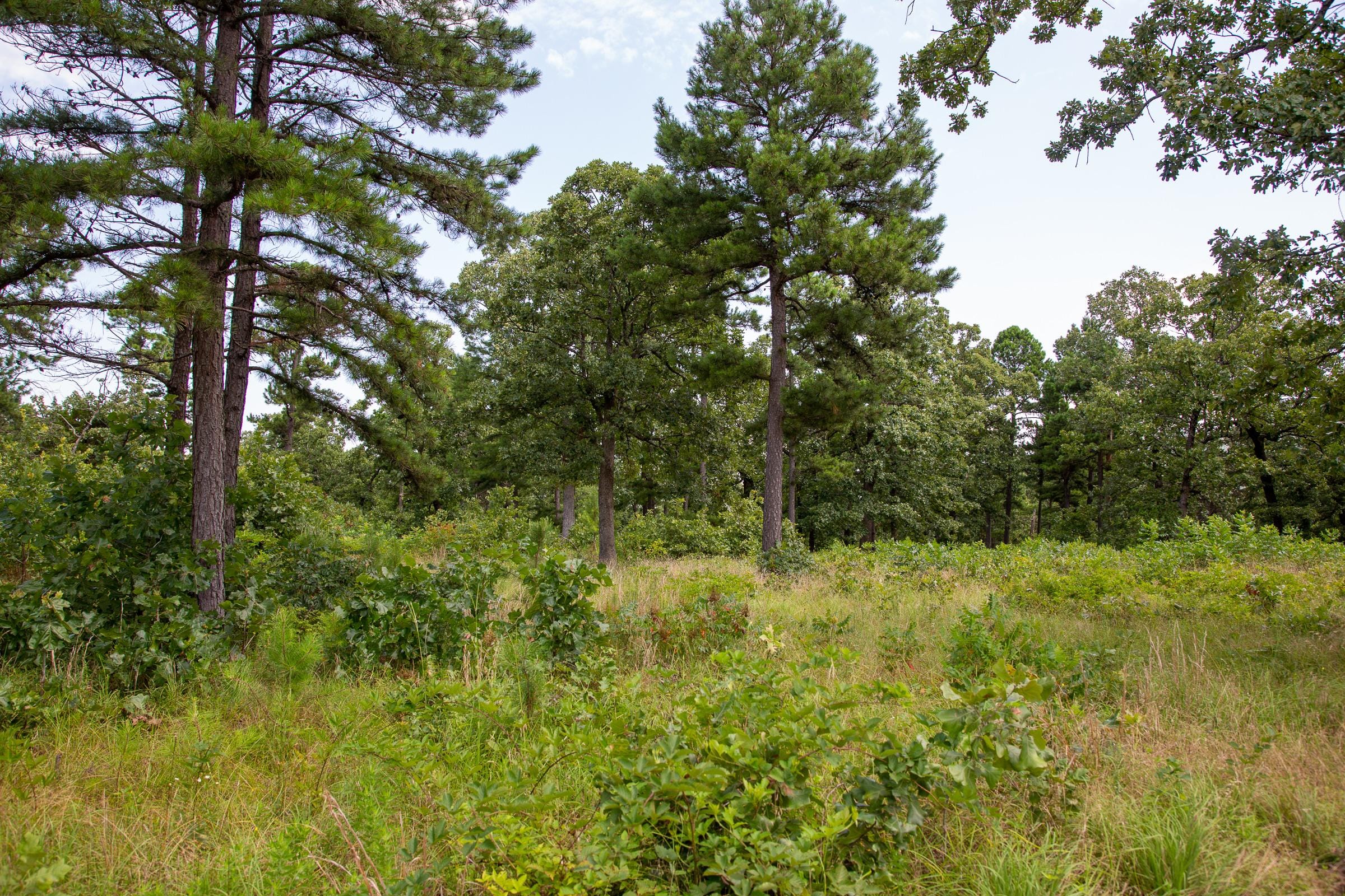 Tyler Stone Ranch Tract 42 photo 8