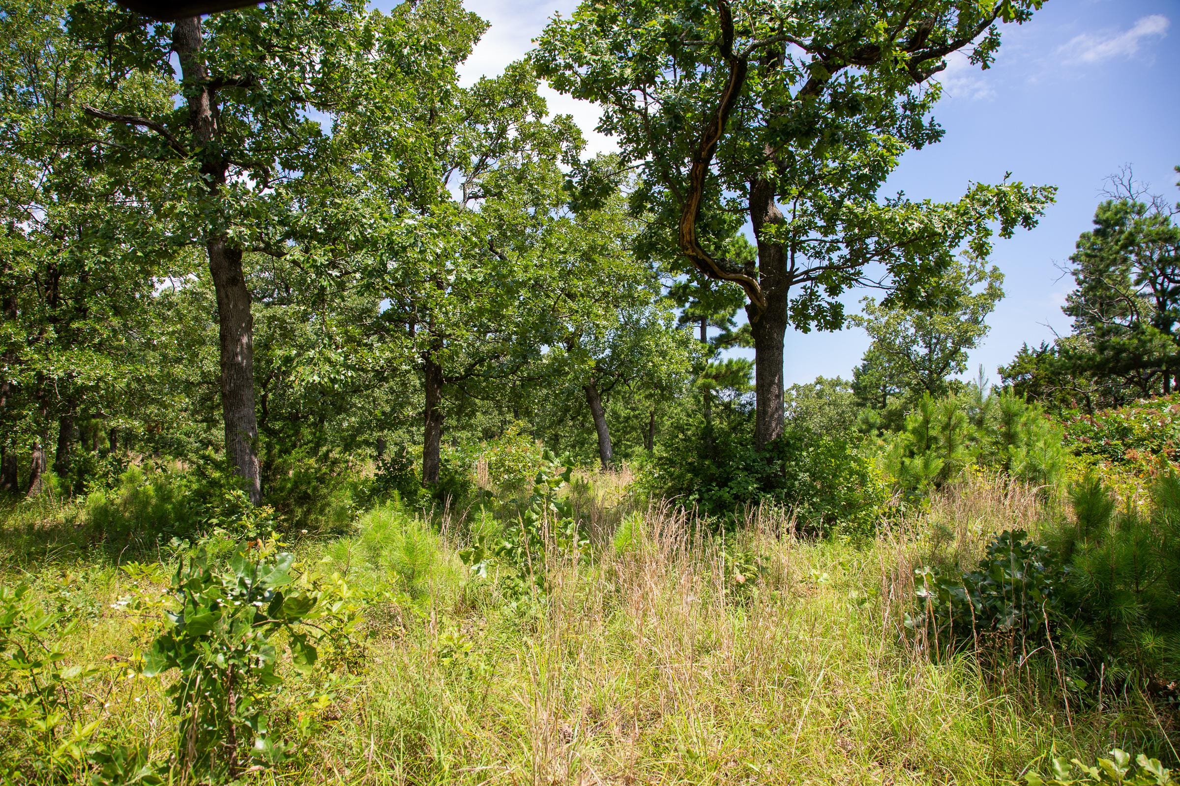 Tyler Stone Ranch Tract 42 photo 10