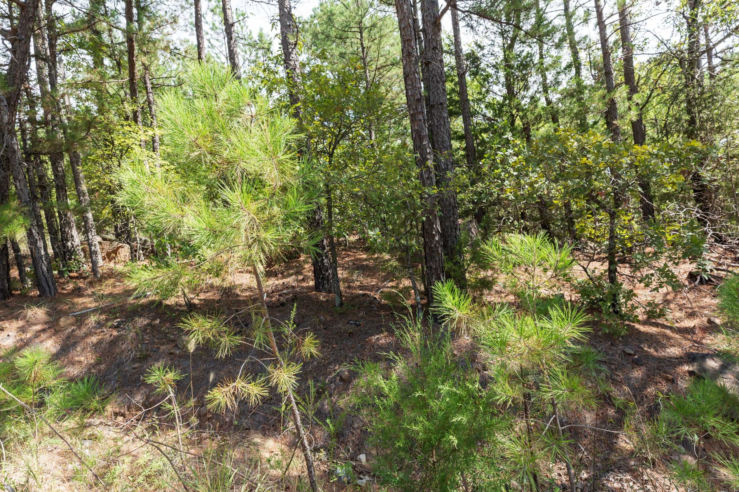 Stone Bridge Phase V Tract 382 photo 9