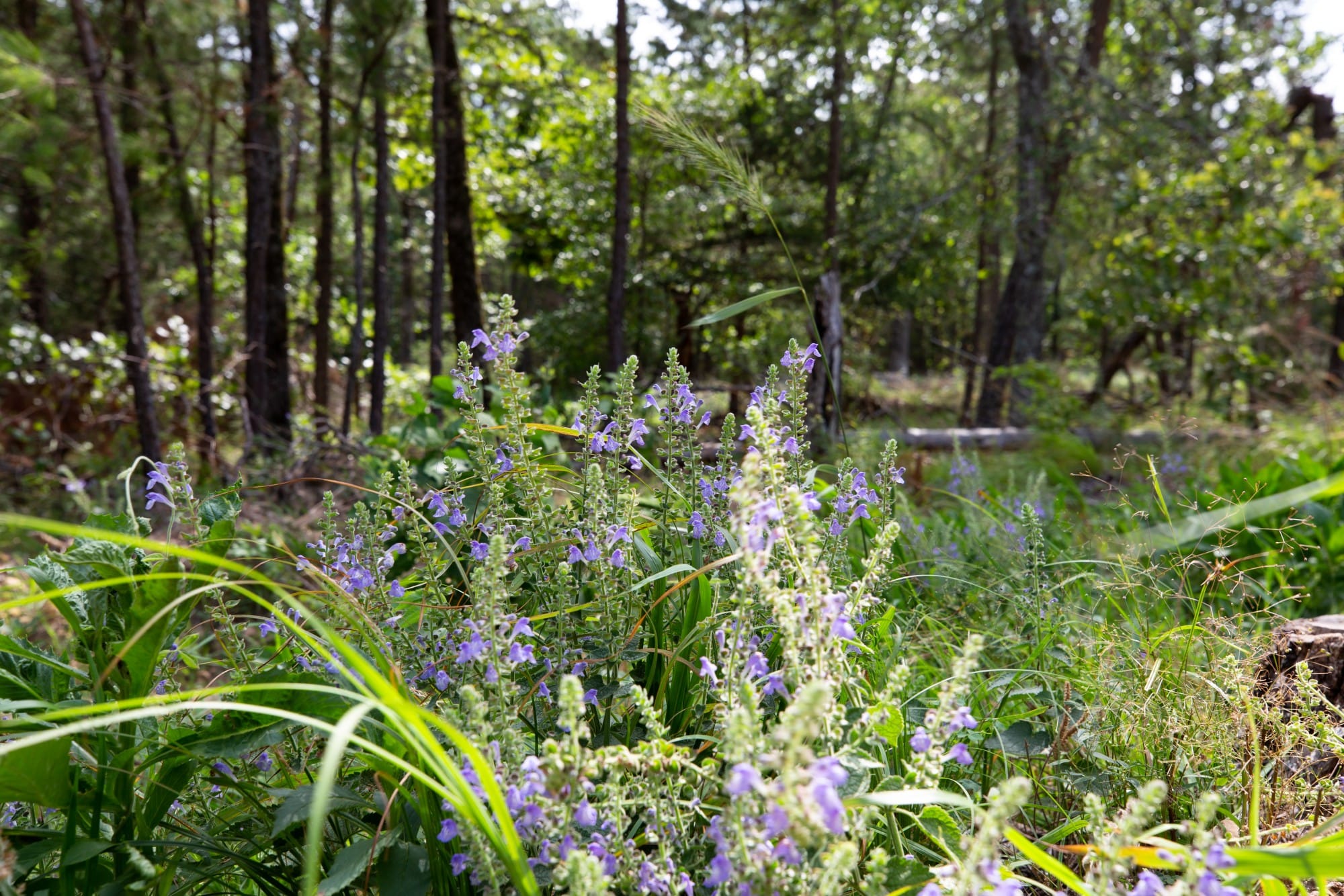 Eagle’s Nest Tract 35 photo 5