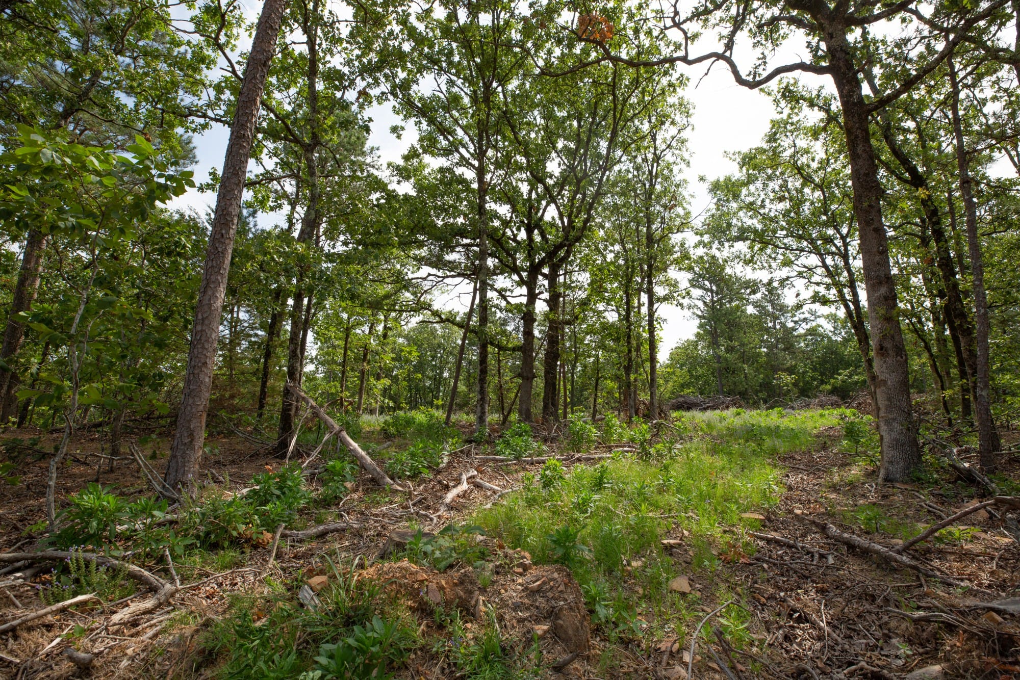 Eagle’s Nest Tract 35 photo 12