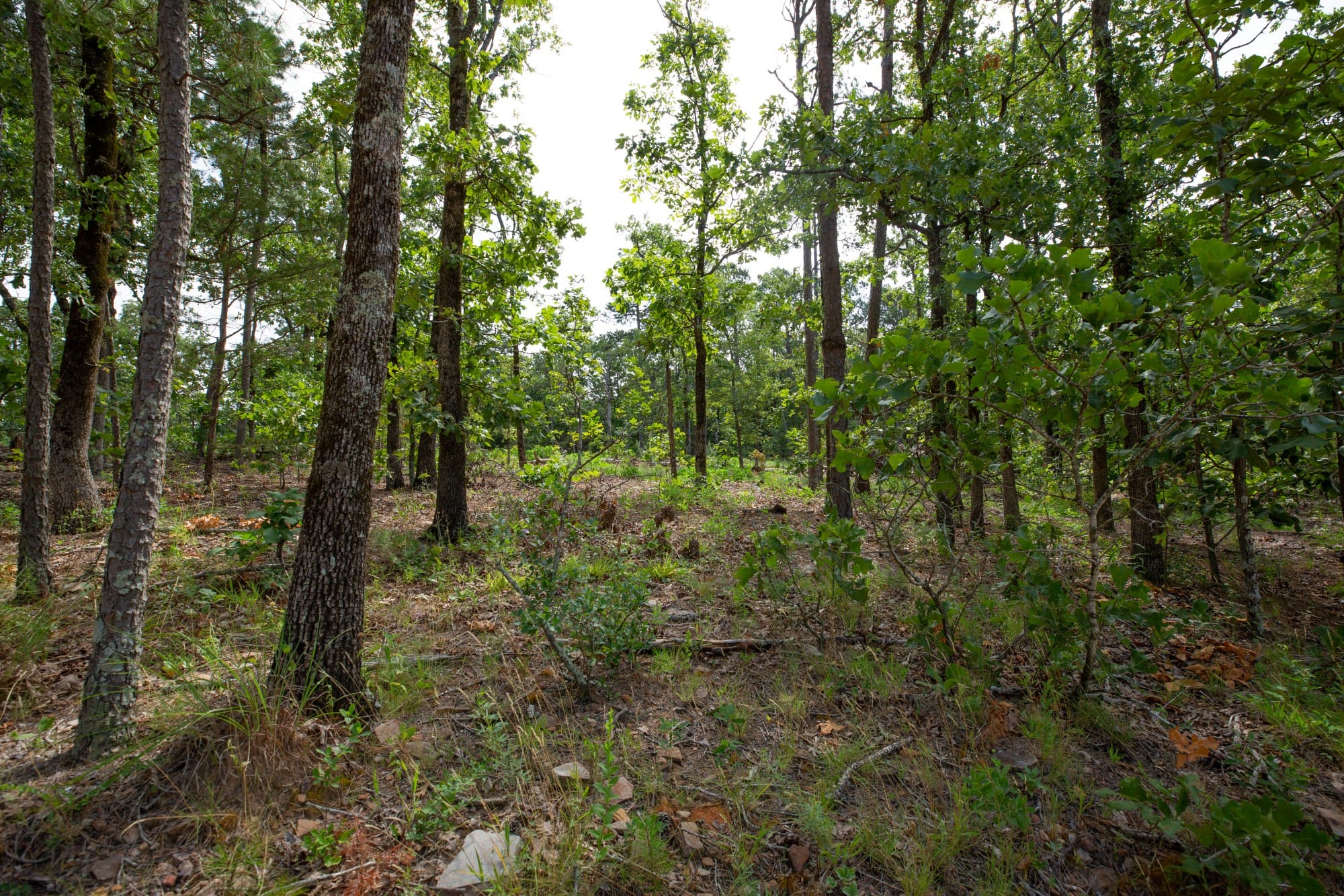 Eagle’s Nest Tract 35 photo 14