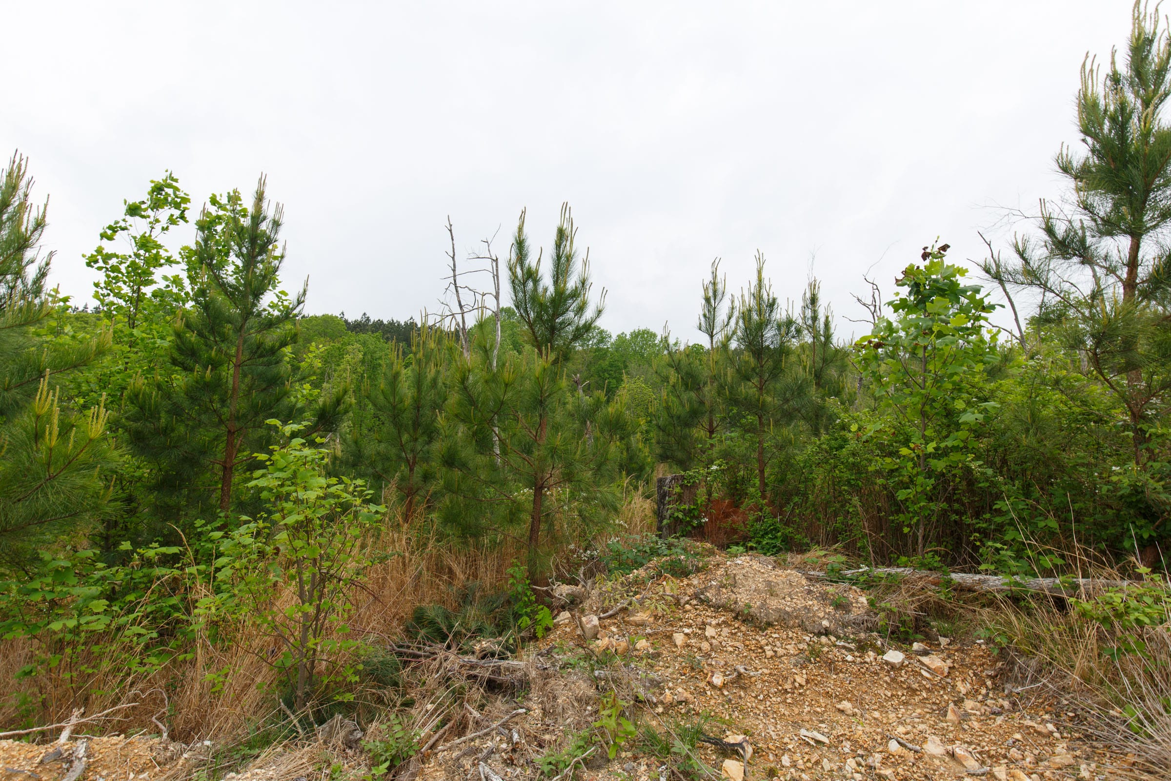 Red Barn Ranch Tract 38 photo 6
