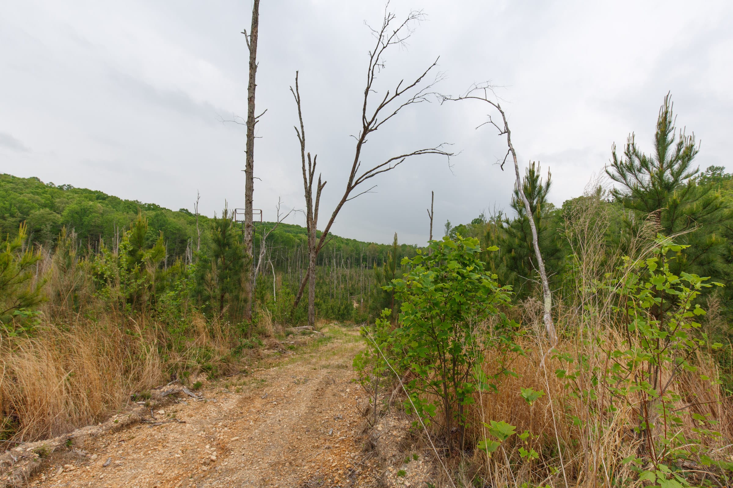 Red Barn Ranch Tract 38 photo 4