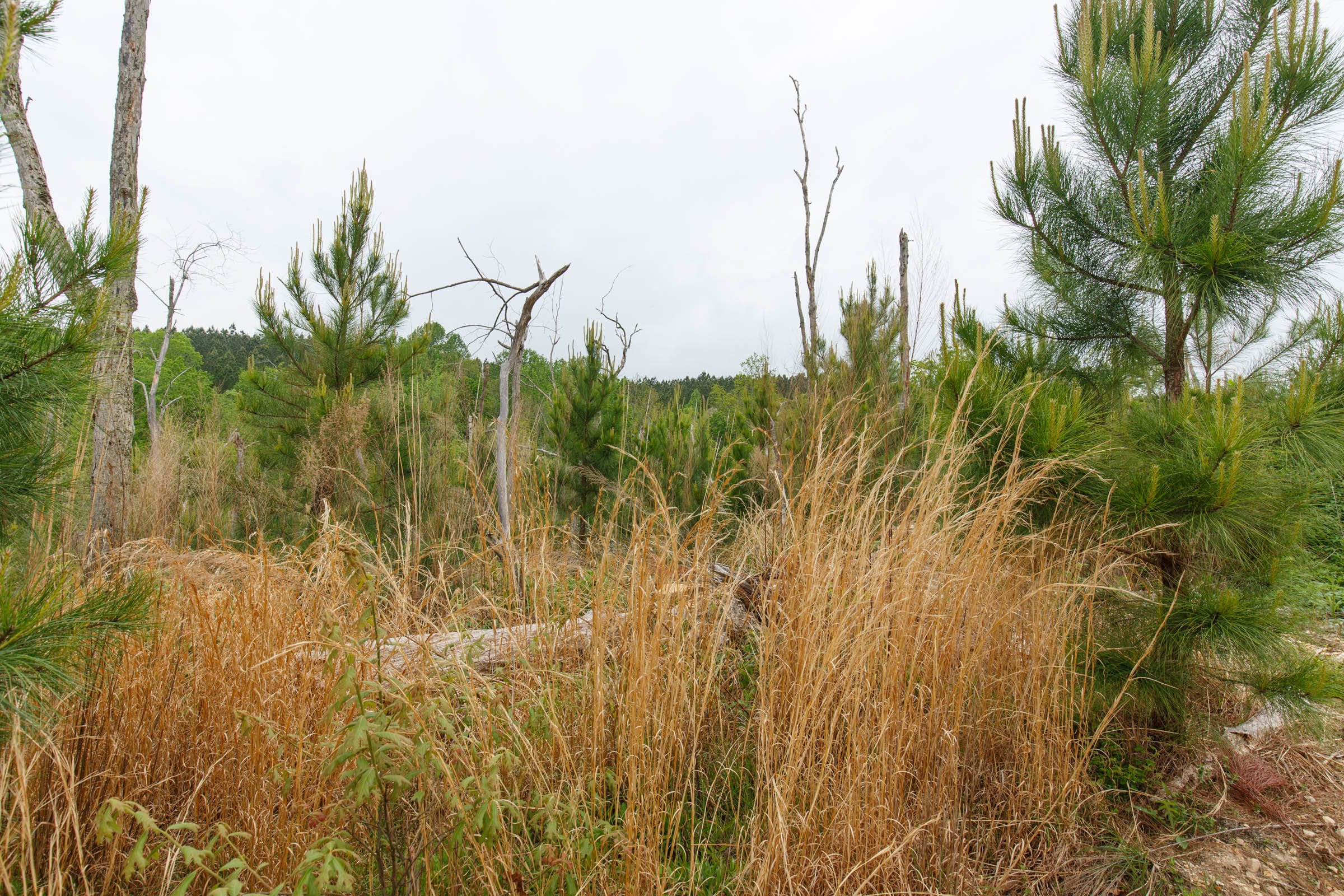 Red Barn Ranch Tract 38 photo 9