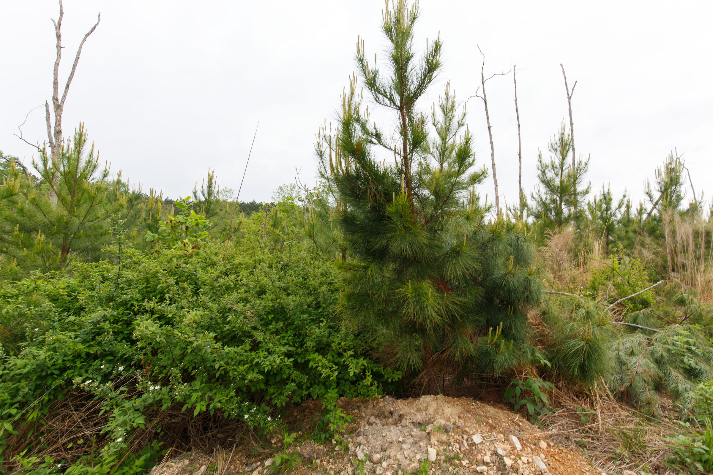 Red Barn Ranch Tract 38 photo 11