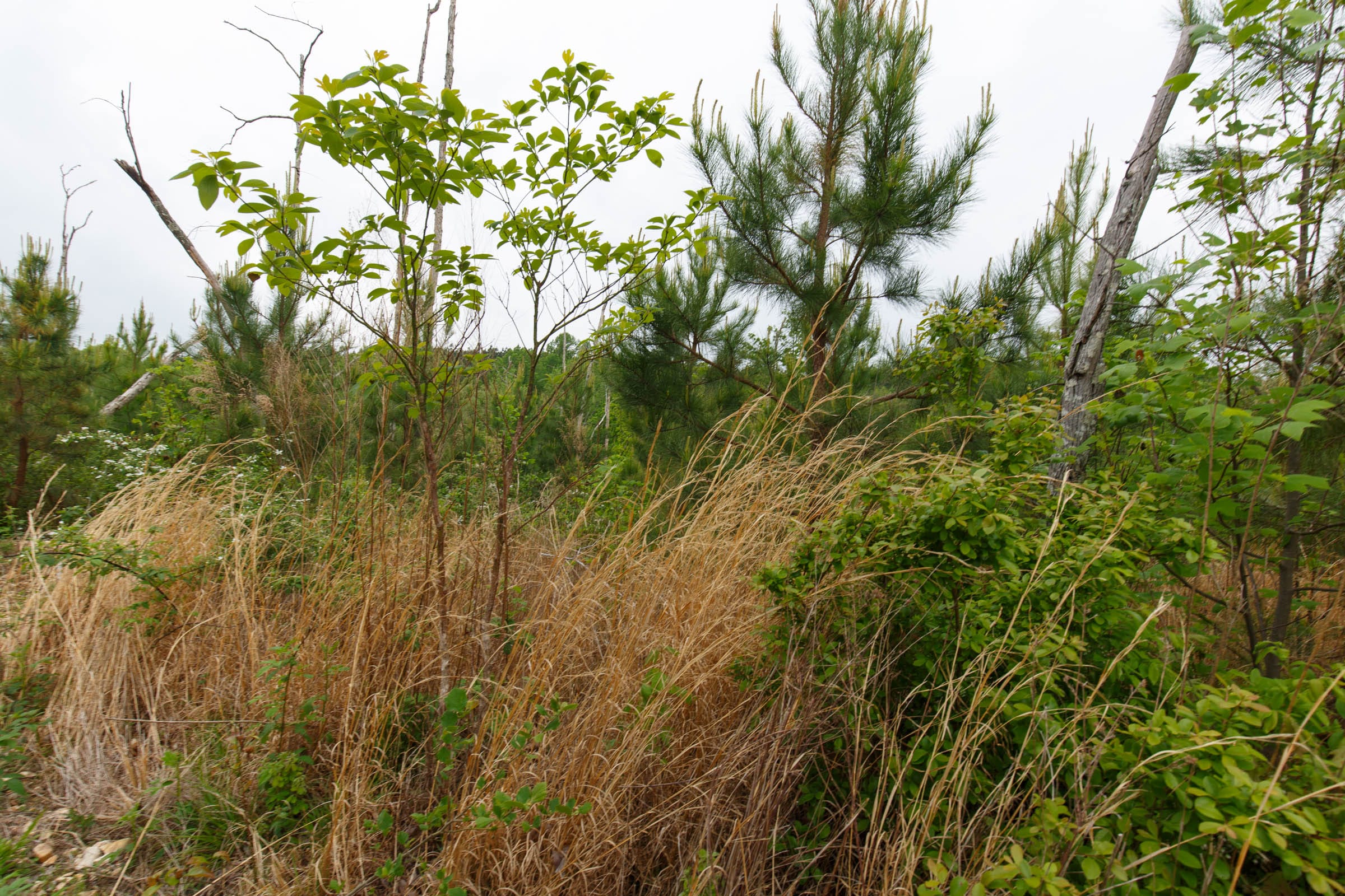 Red Barn Ranch Tract 38 photo 14