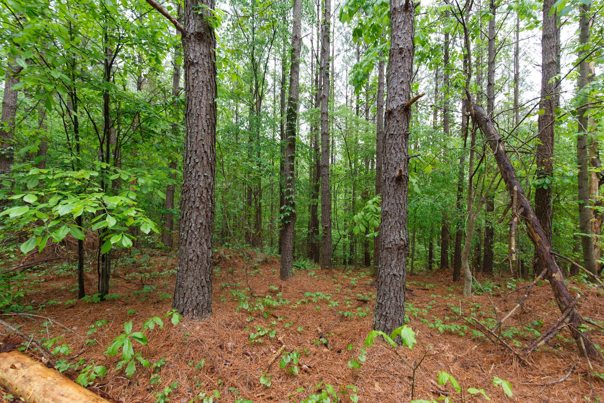 Red Barn Ranch Tract 38 photo 15