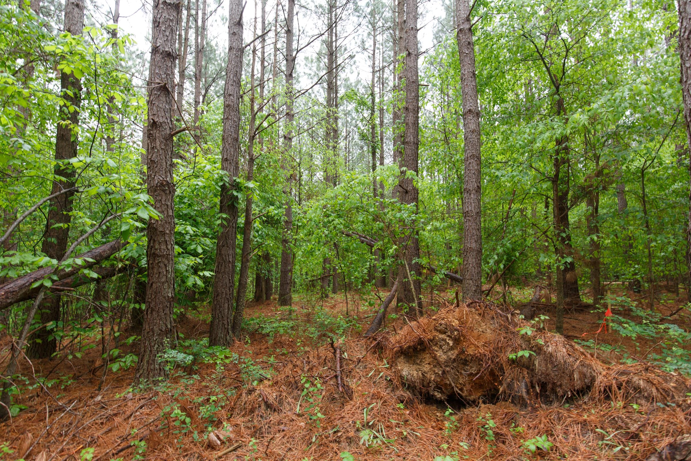 Red Barn Ranch Tract 38 photo 17