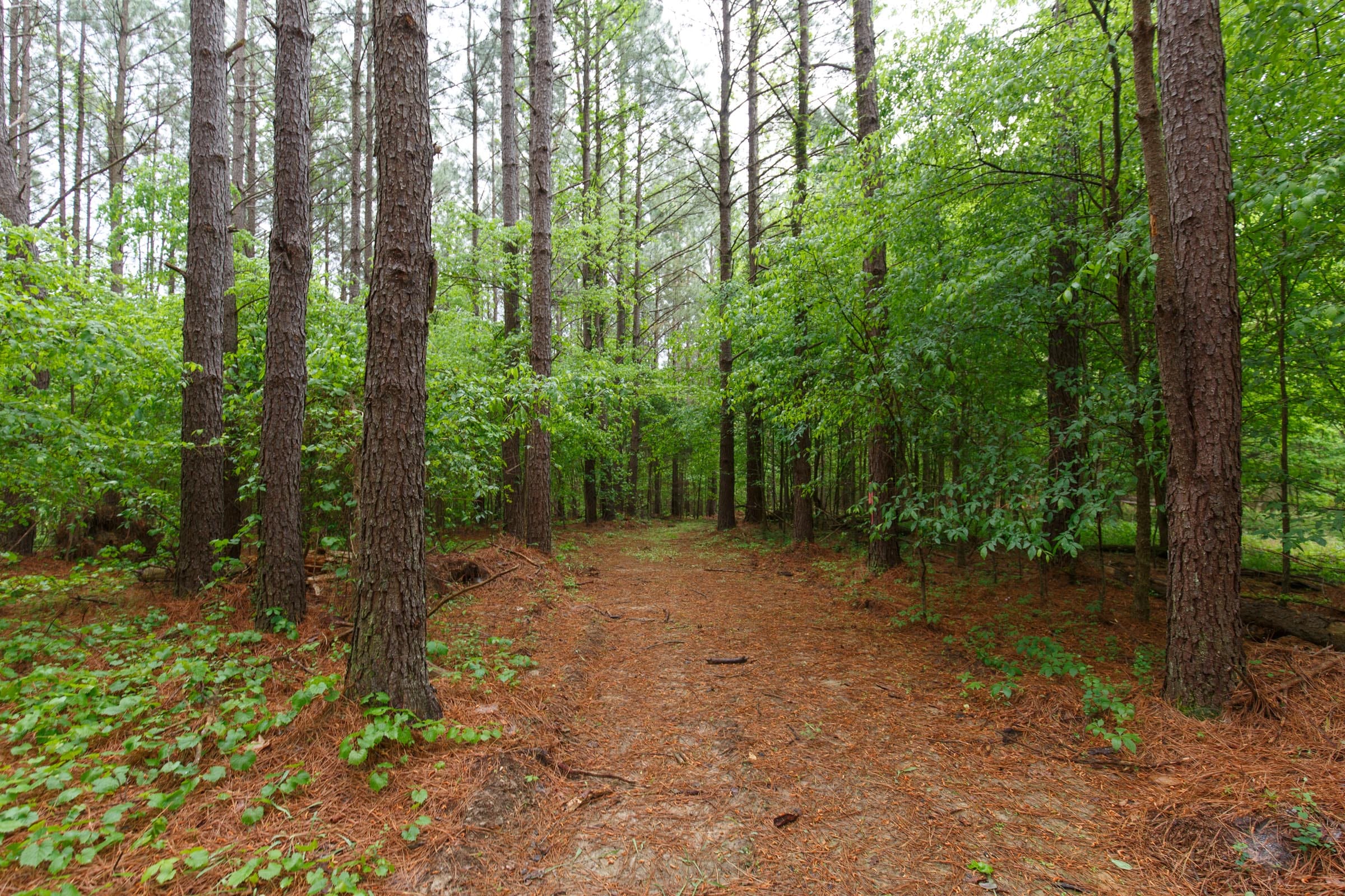 Red Barn Ranch Tract 38 photo 16