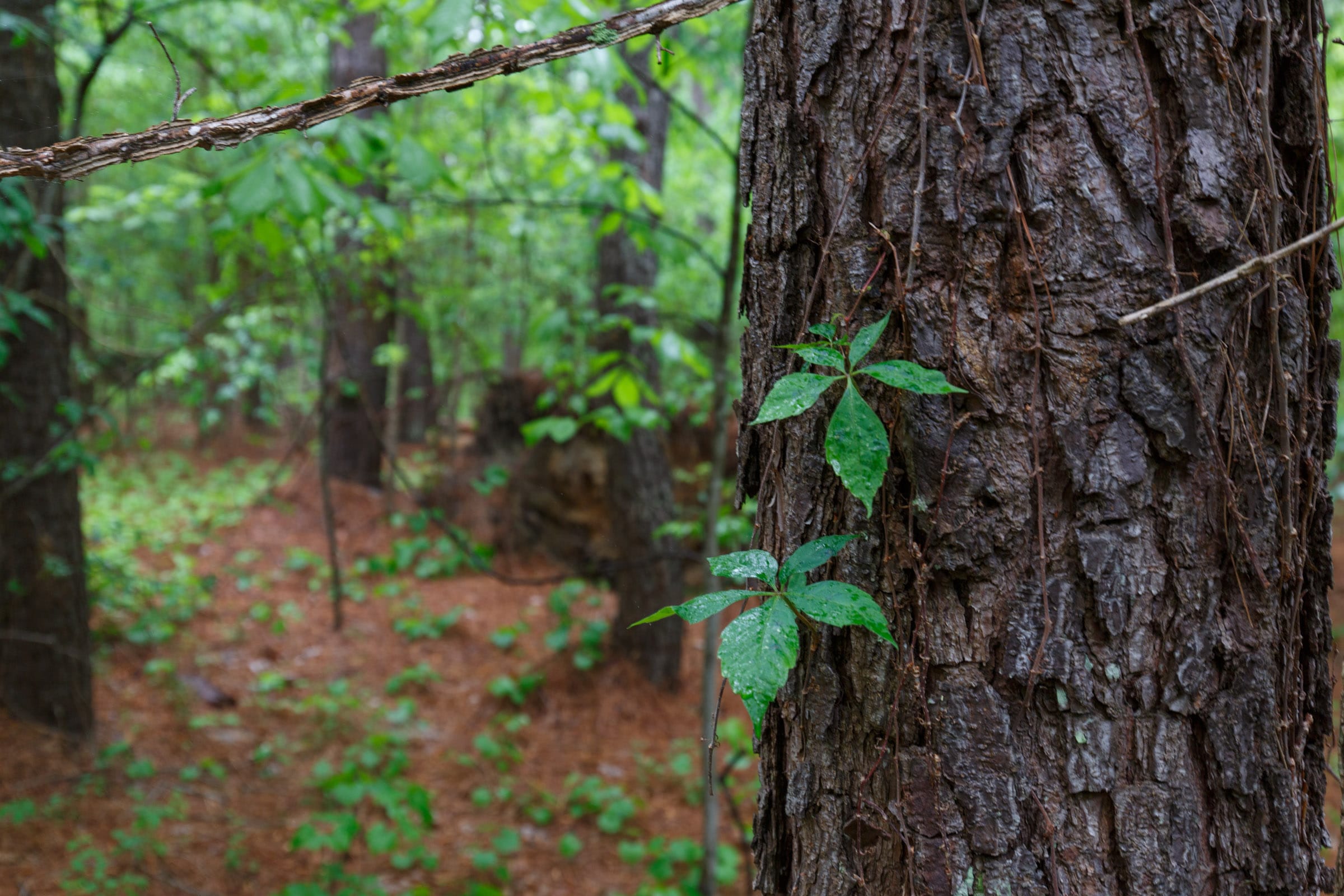 Red Barn Ranch Tract 38 photo 18