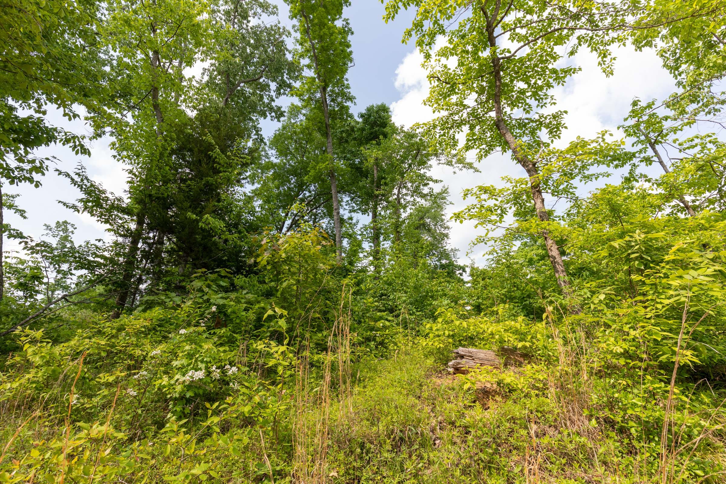 Cedar Creek Tract 49 photo 2
