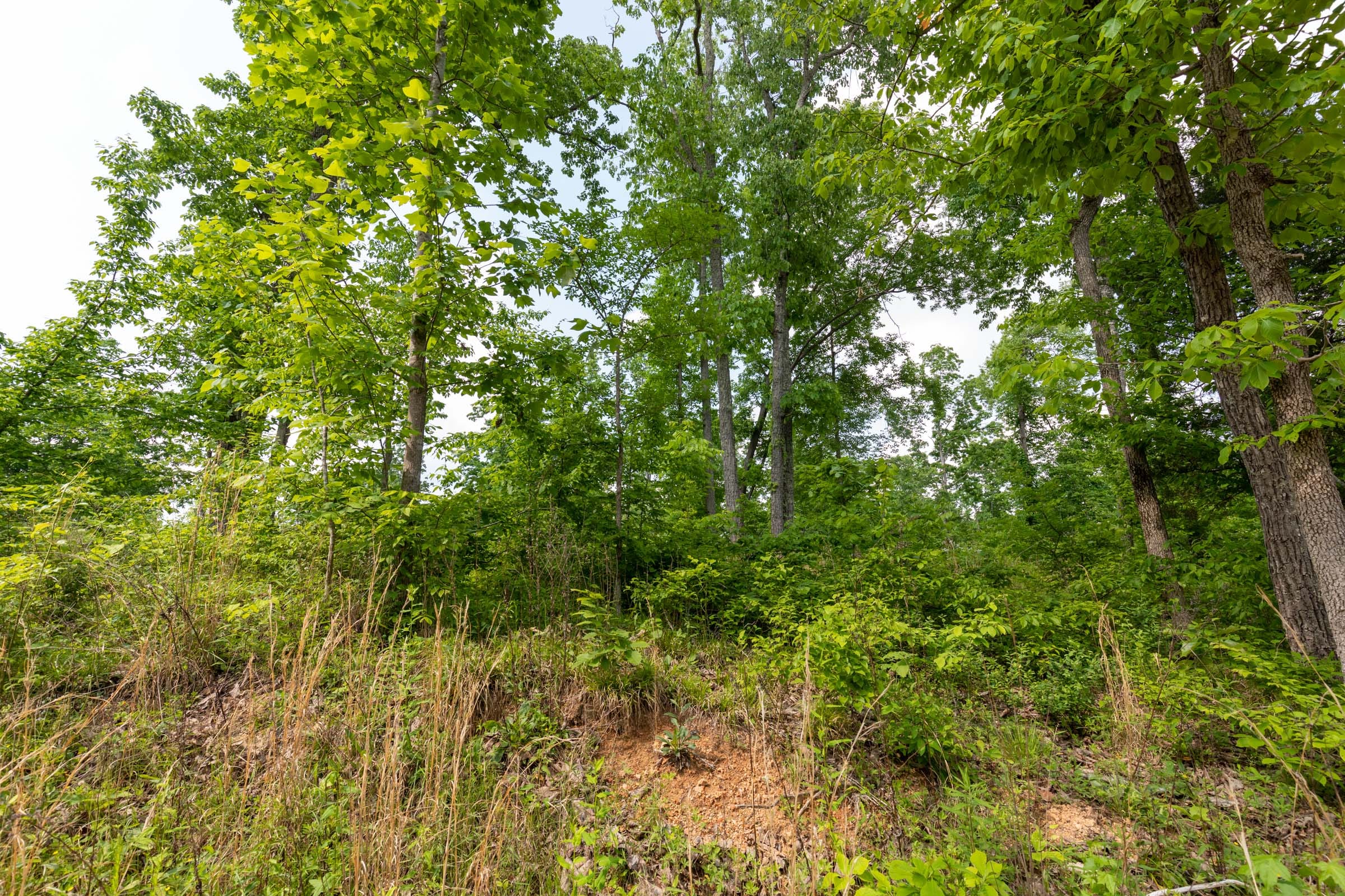Cedar Creek Tract 49 photo 3