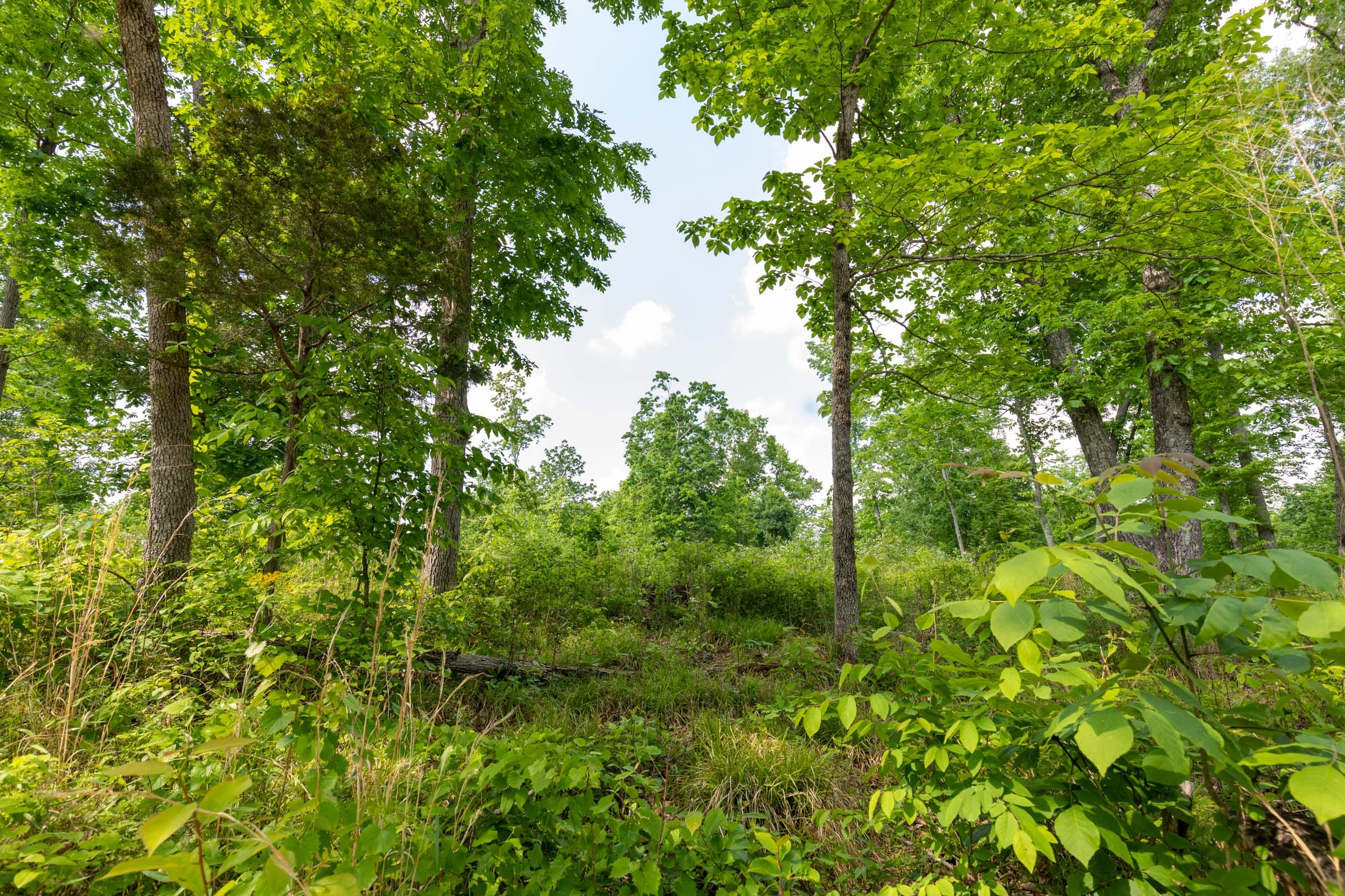 Cedar Creek Tract 49 photo 5