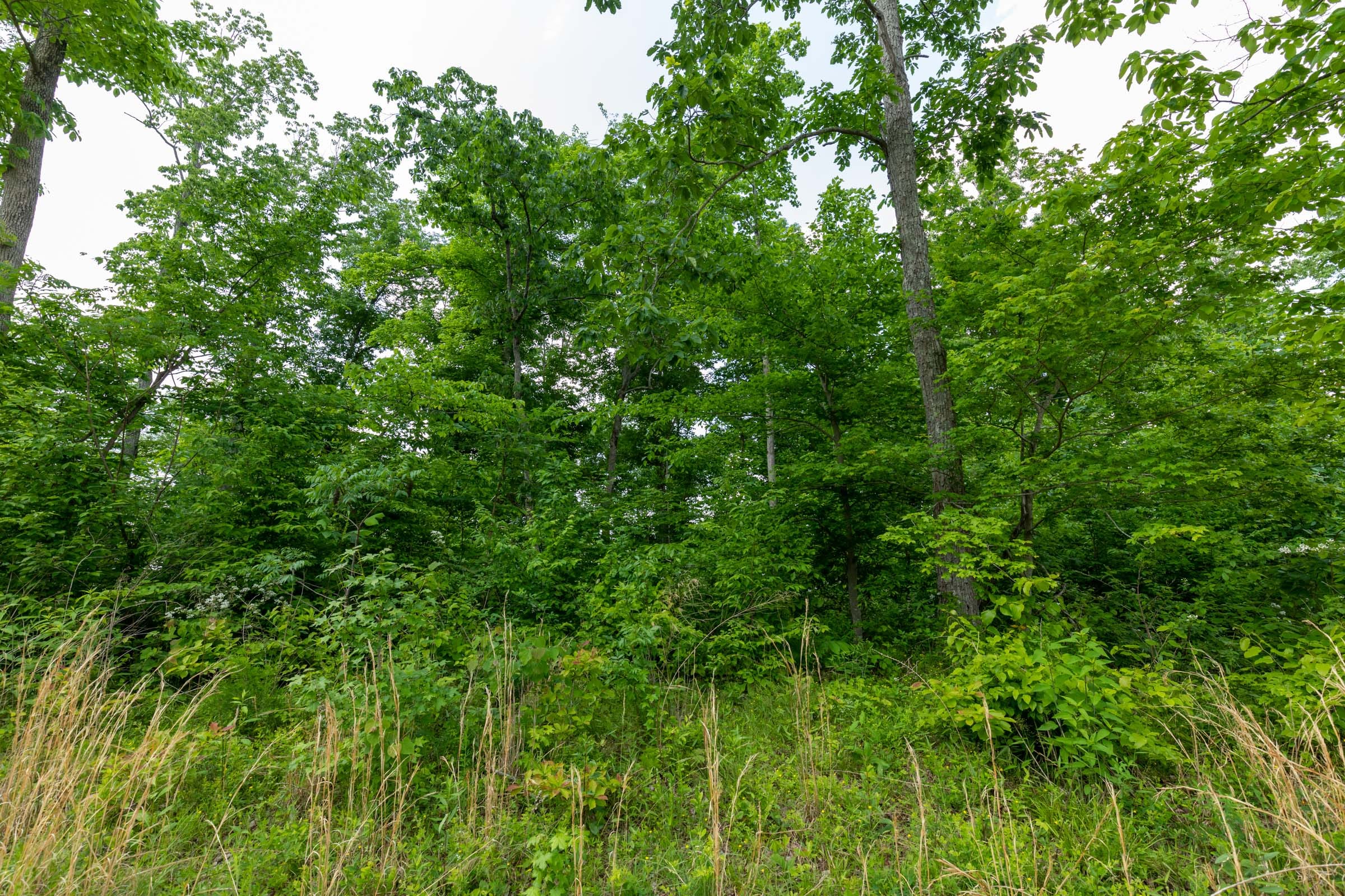 Cedar Creek Tract 49 photo 8