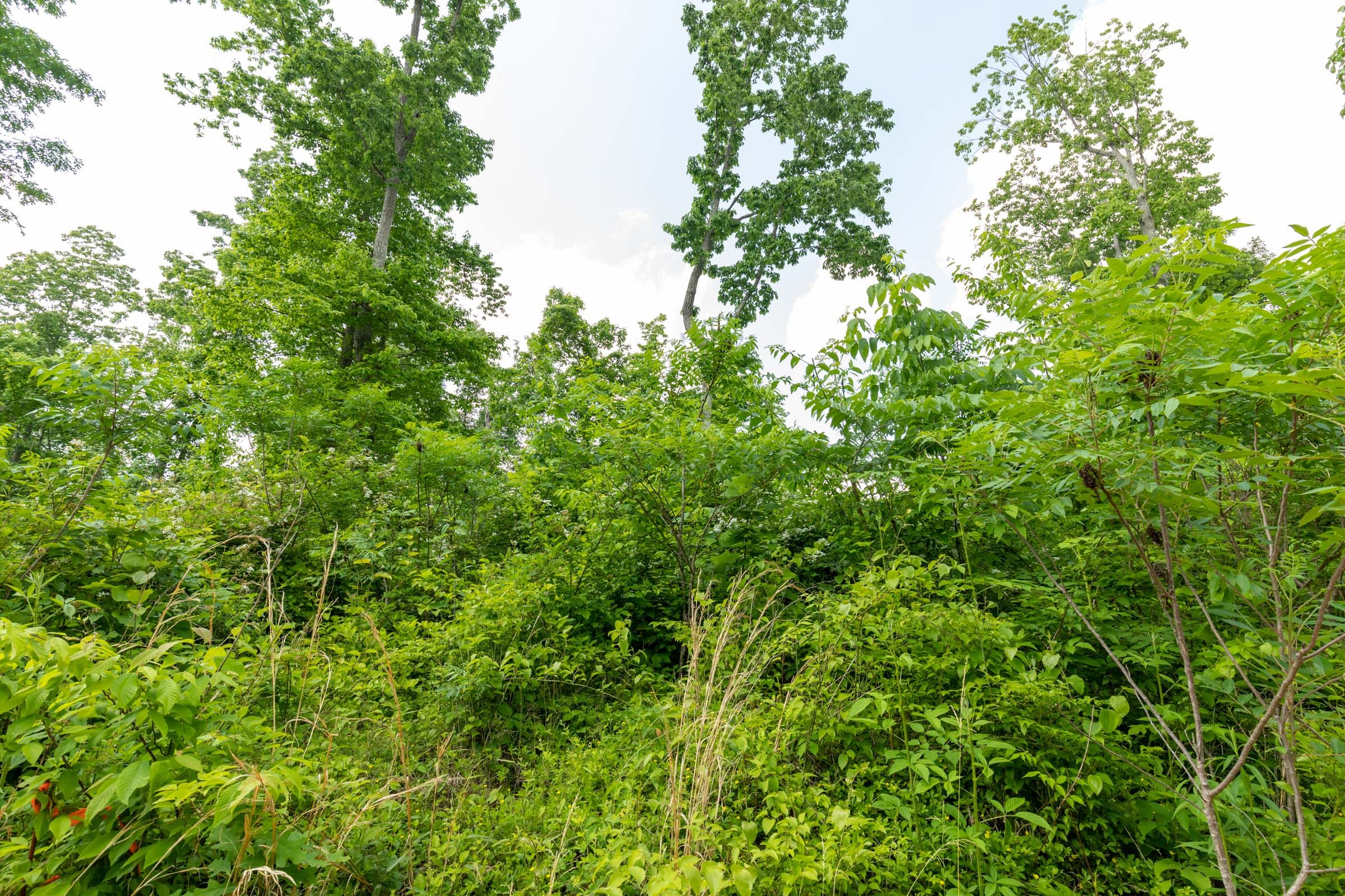 Cedar Creek Tract 49 photo 9