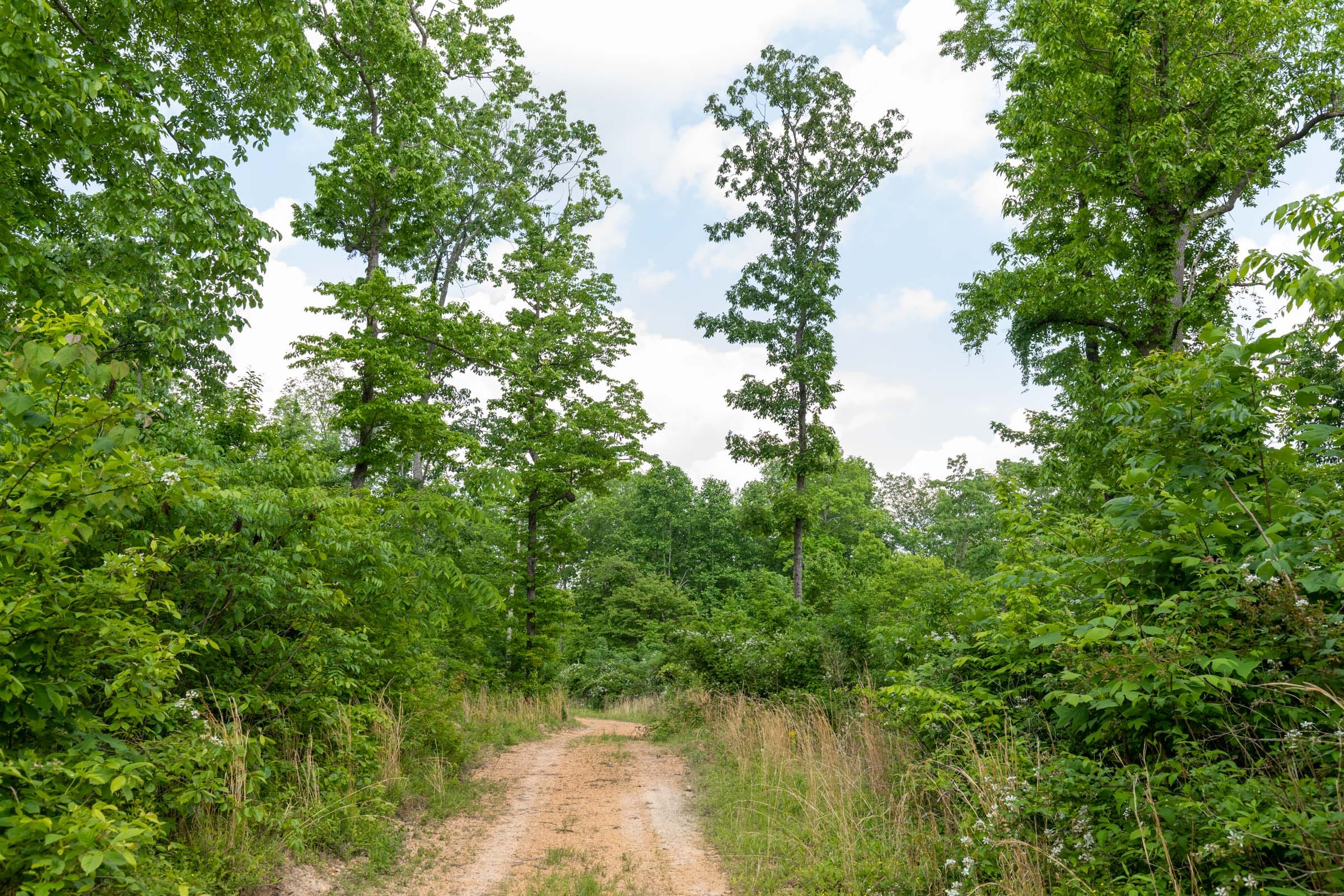 Cedar Creek Tract 49 photo 7
